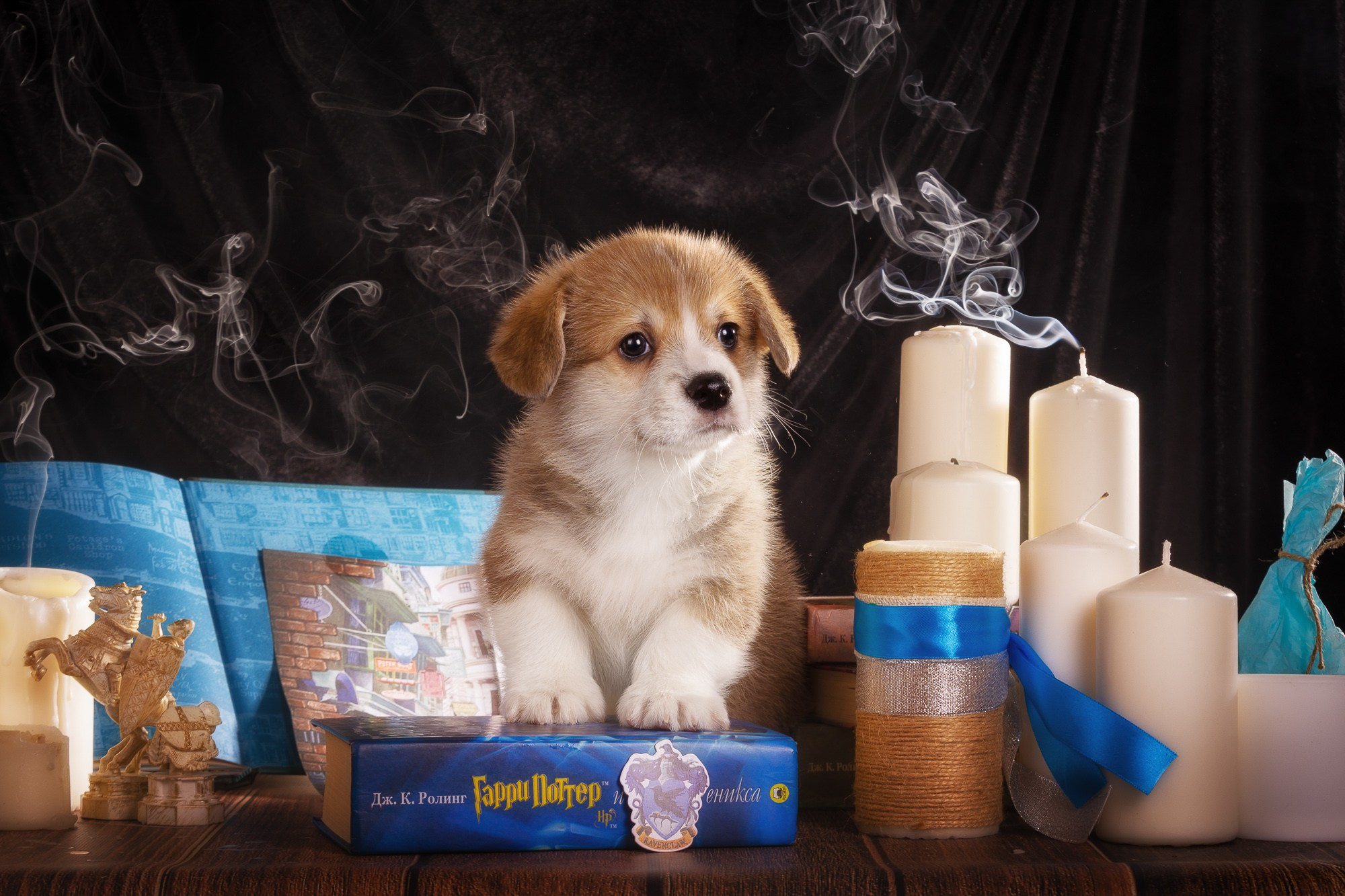 Фотосъёмки щенков. Фотограф-анималист Natalia Deingel | Фотосъемка собак в Москве