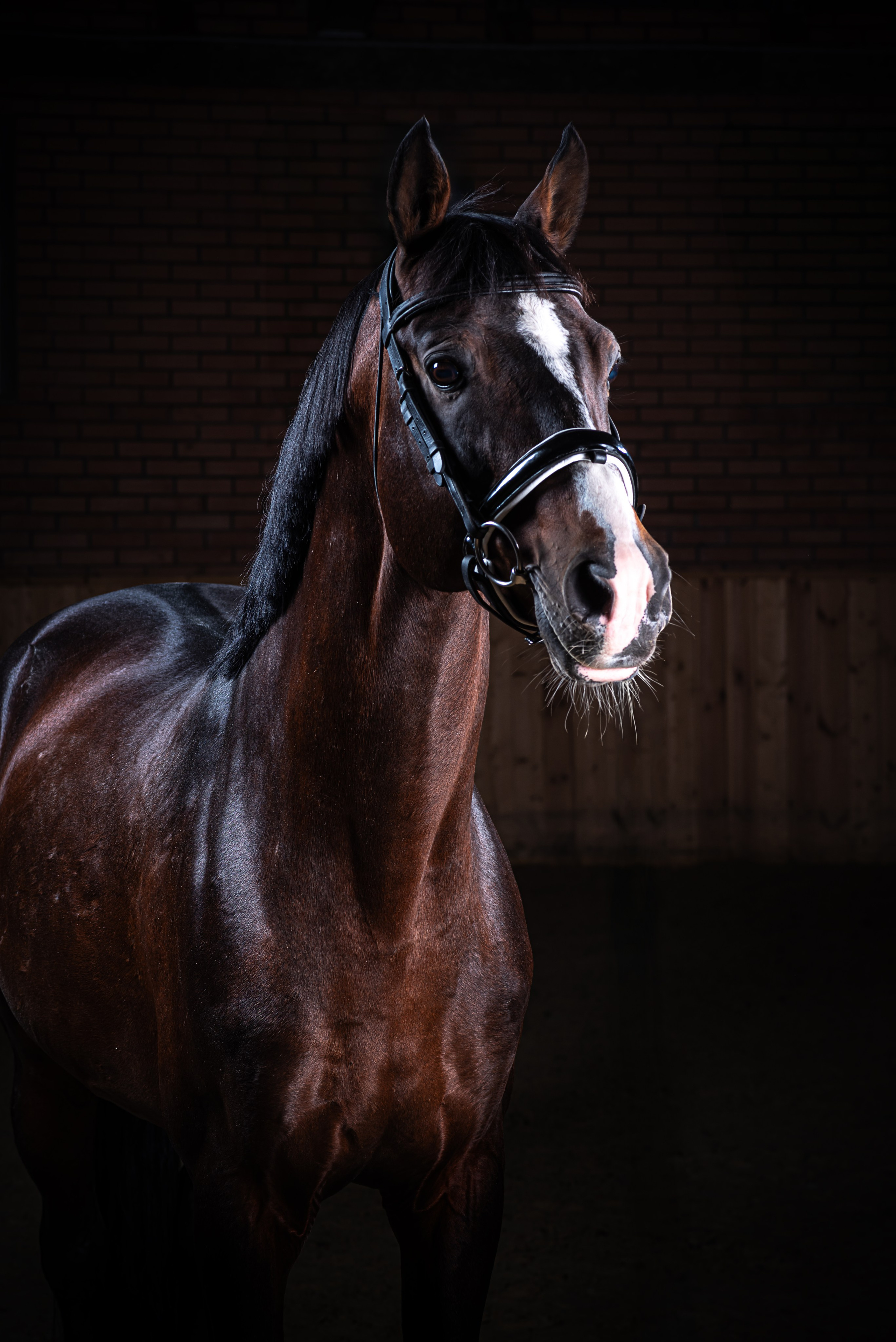 Фотосессия с животными в  Ростов-на-Дону