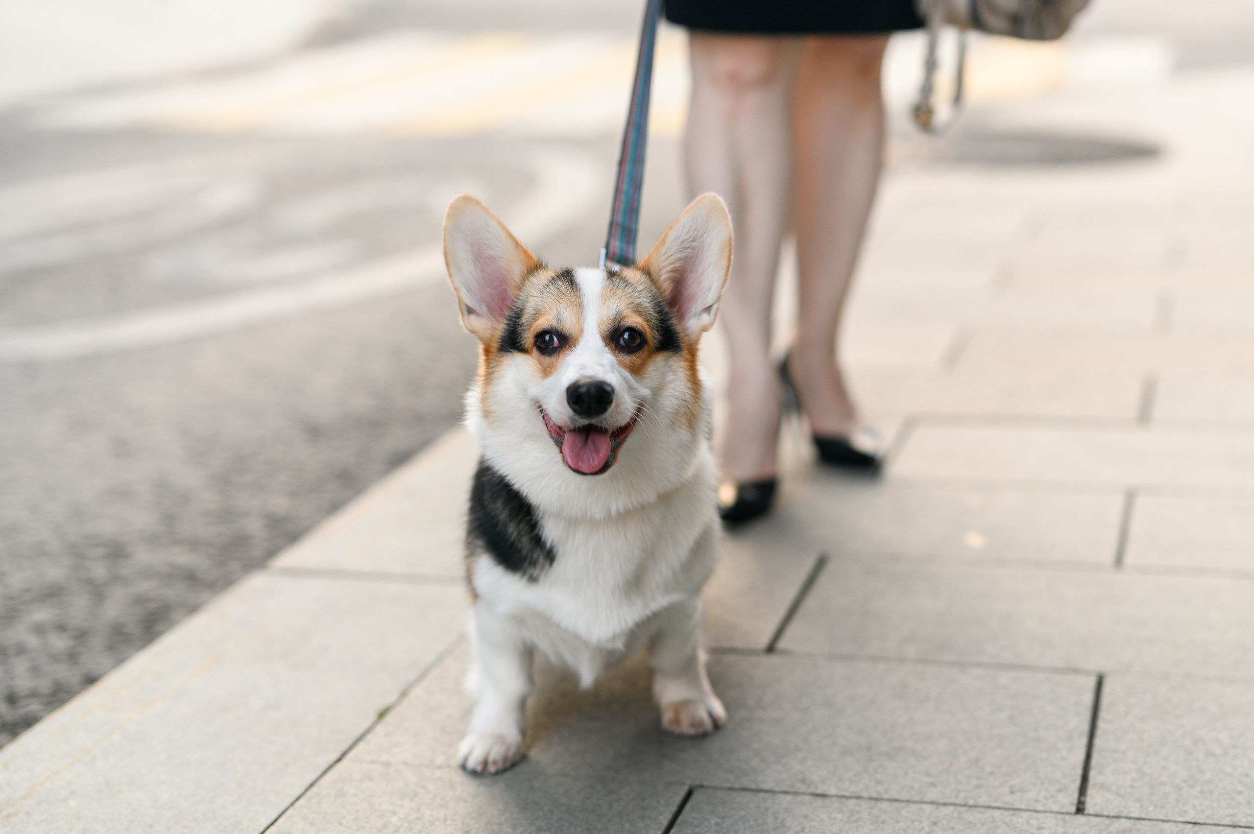 Патриаршие пруды. Фотосессия с Корги. Semerlina.ru