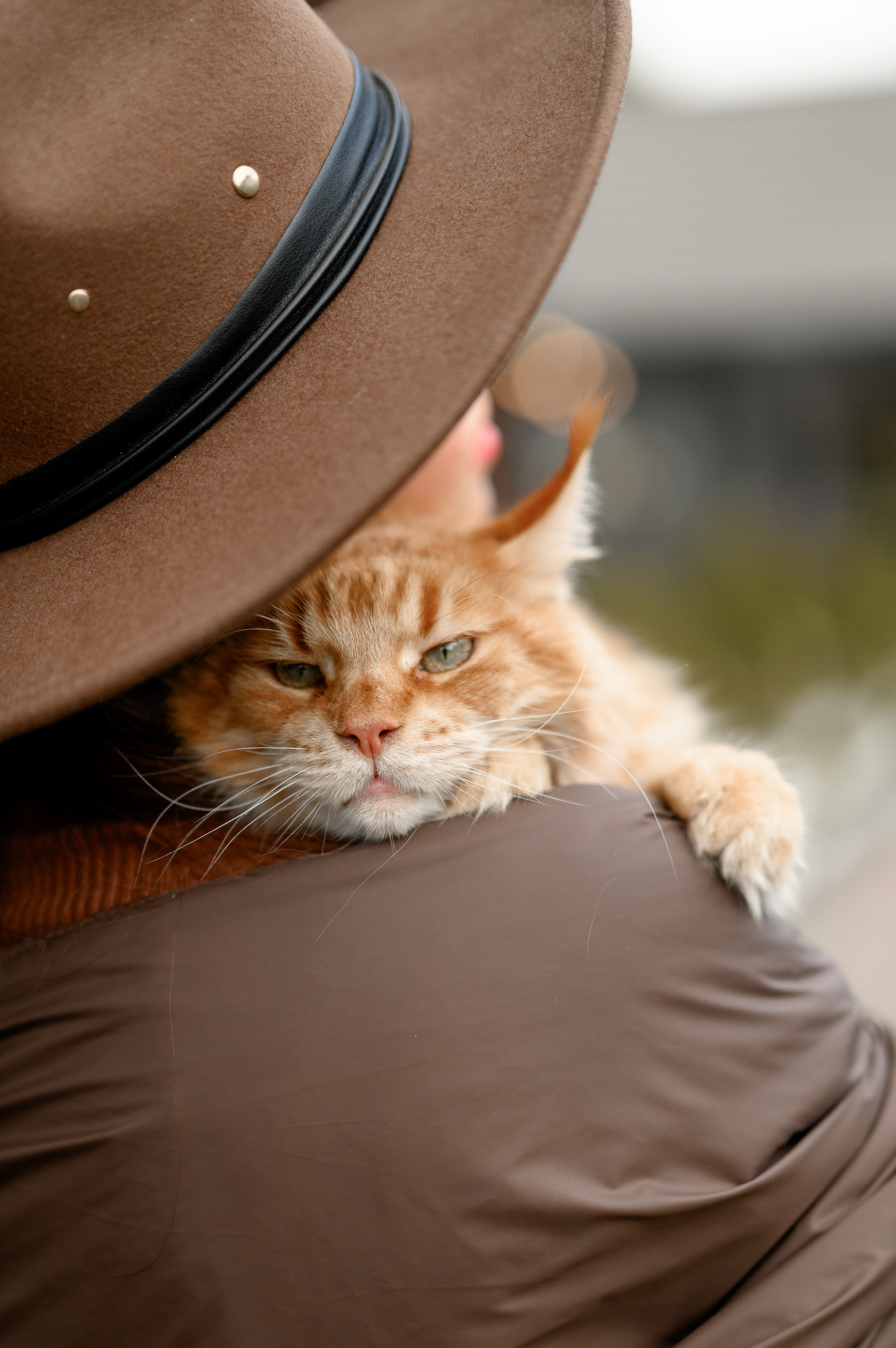 Фотосессия с рыжим котом. Semerlina.ru