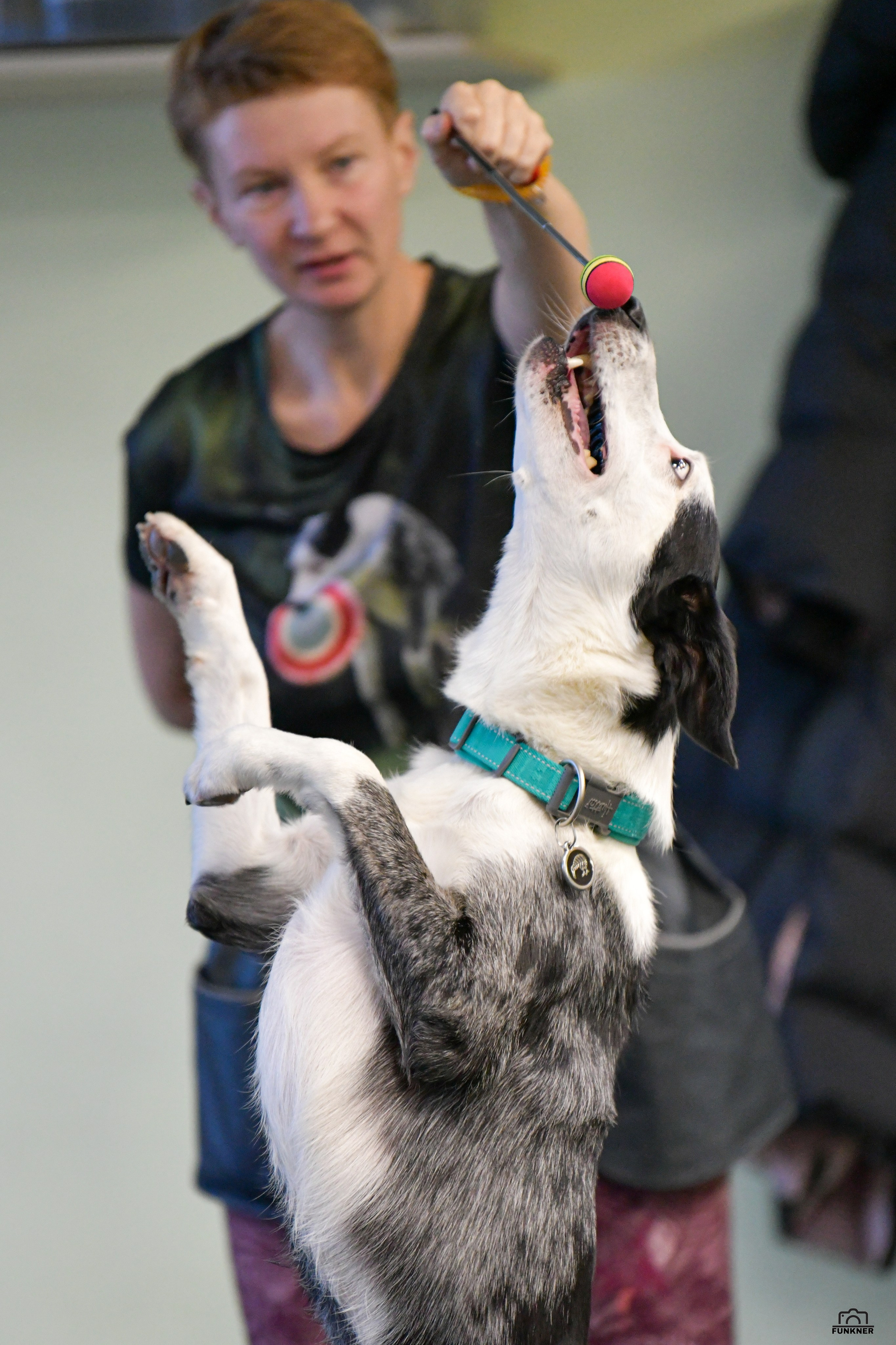 Кинологический клуб «Бодрый хвост». Свой взгляд через объектив