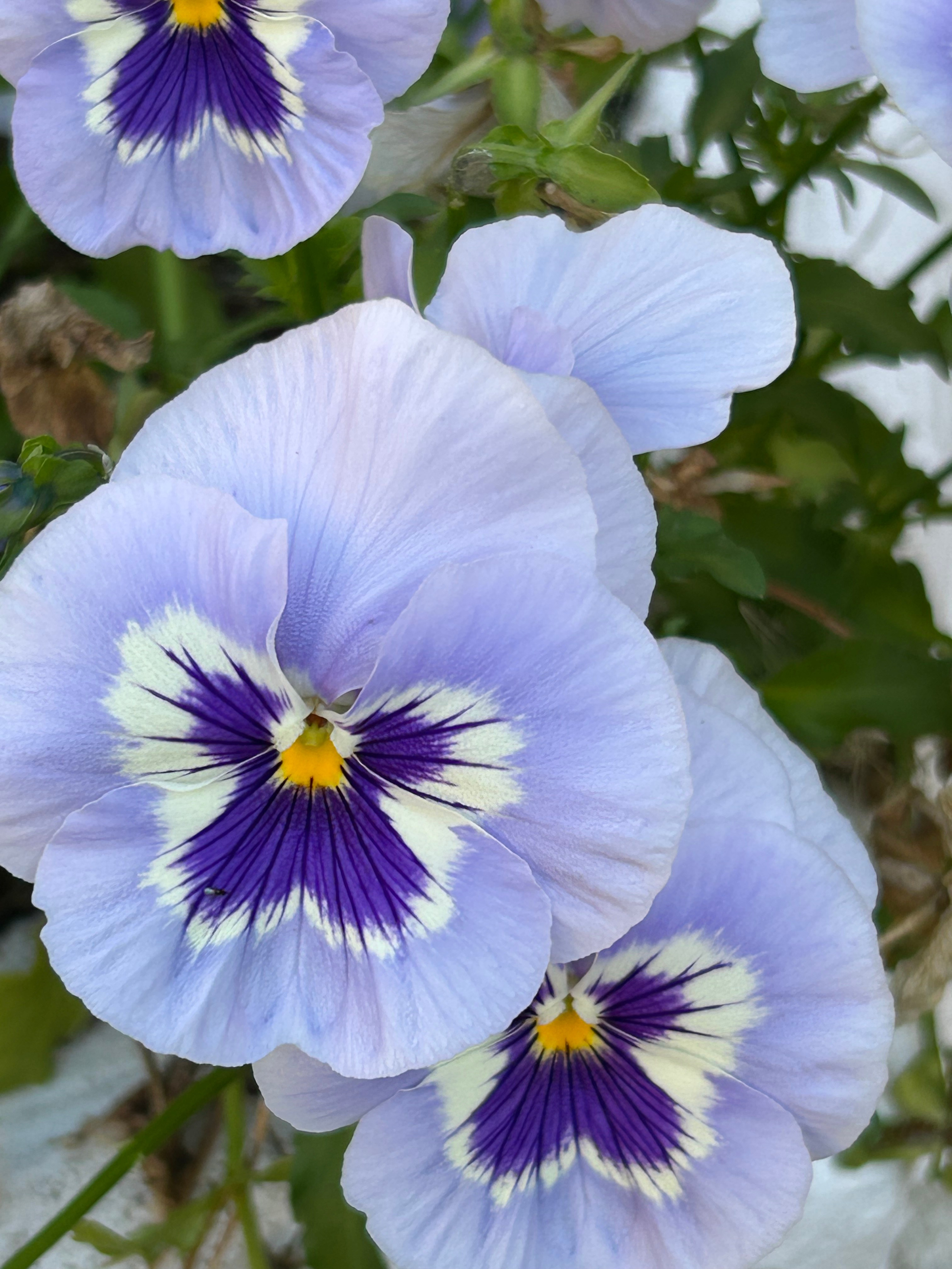 Природа. Фотокружок «Видоискатель» ГБОУ СОШ № 291