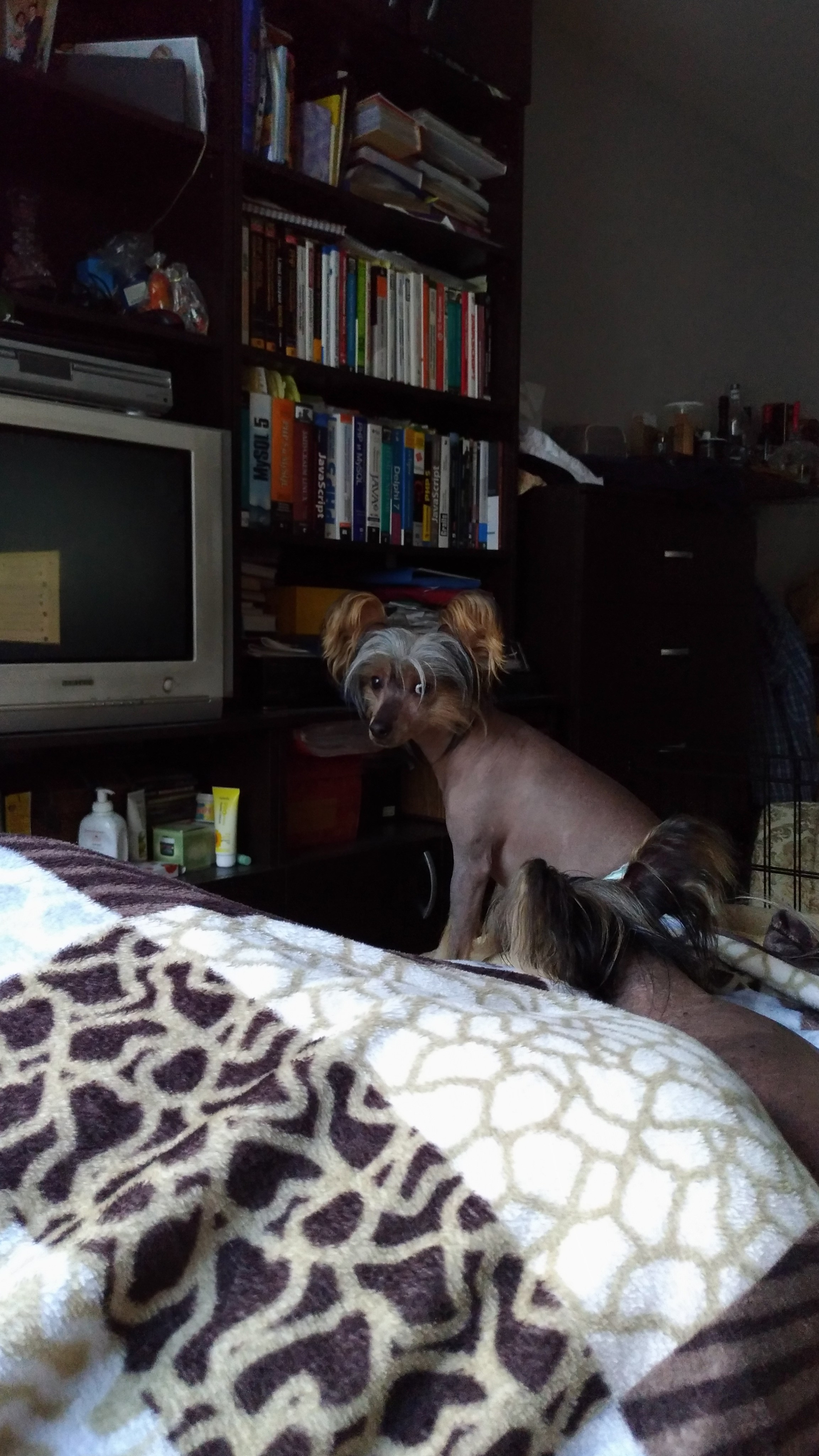 Адамусик милый малыш. Питомник китайских хохлатых собак Poale Ell: купить щенка в питомнике