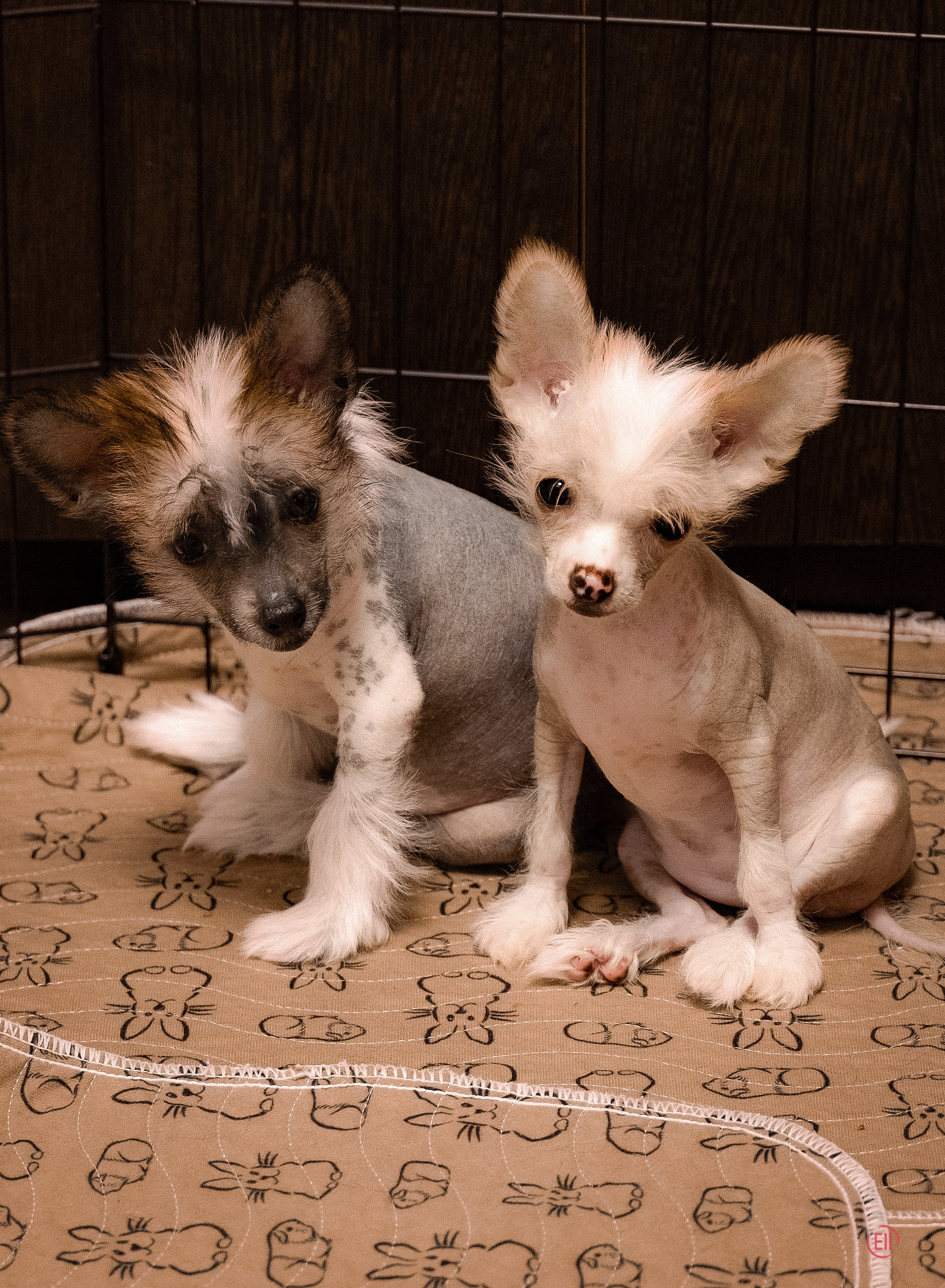 Poale Ell Deniz. Poale Ell Chinese Crested Dog Kennel: Buy a puppy from the kennel