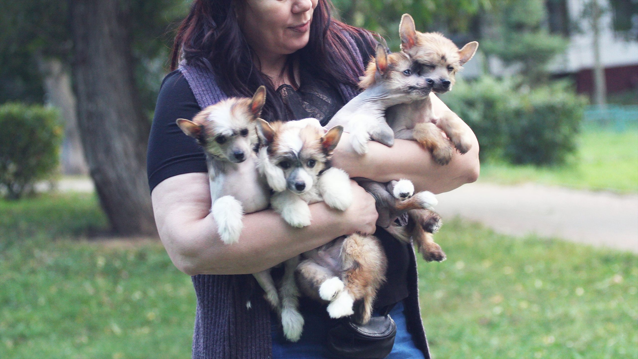 Litter C. Chinese Crested Dog Kennel Poale Ell