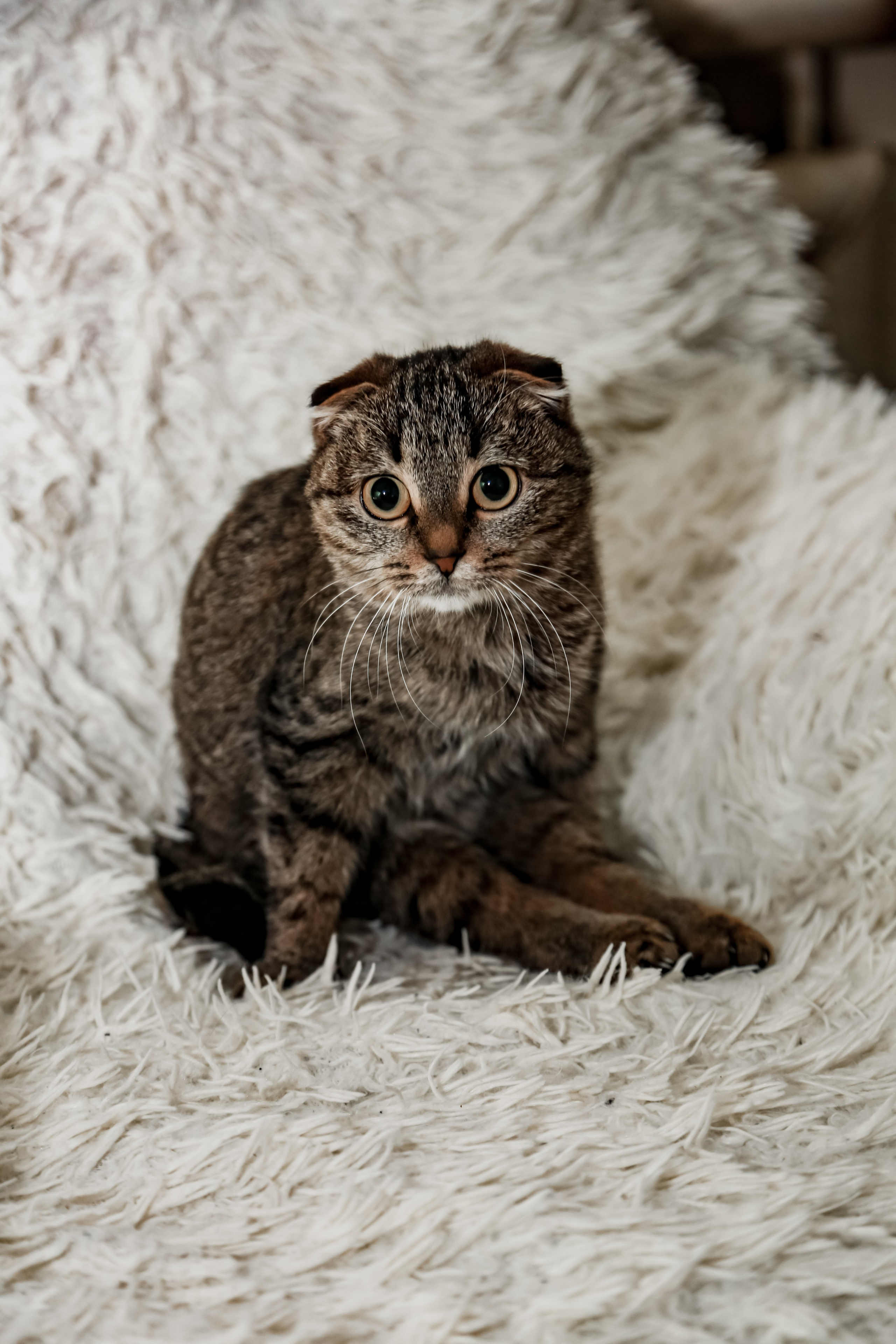 Приют Кошкин Дом Филимоша. Ваш фотограф в Оренбурге Рощупкина Екатерина