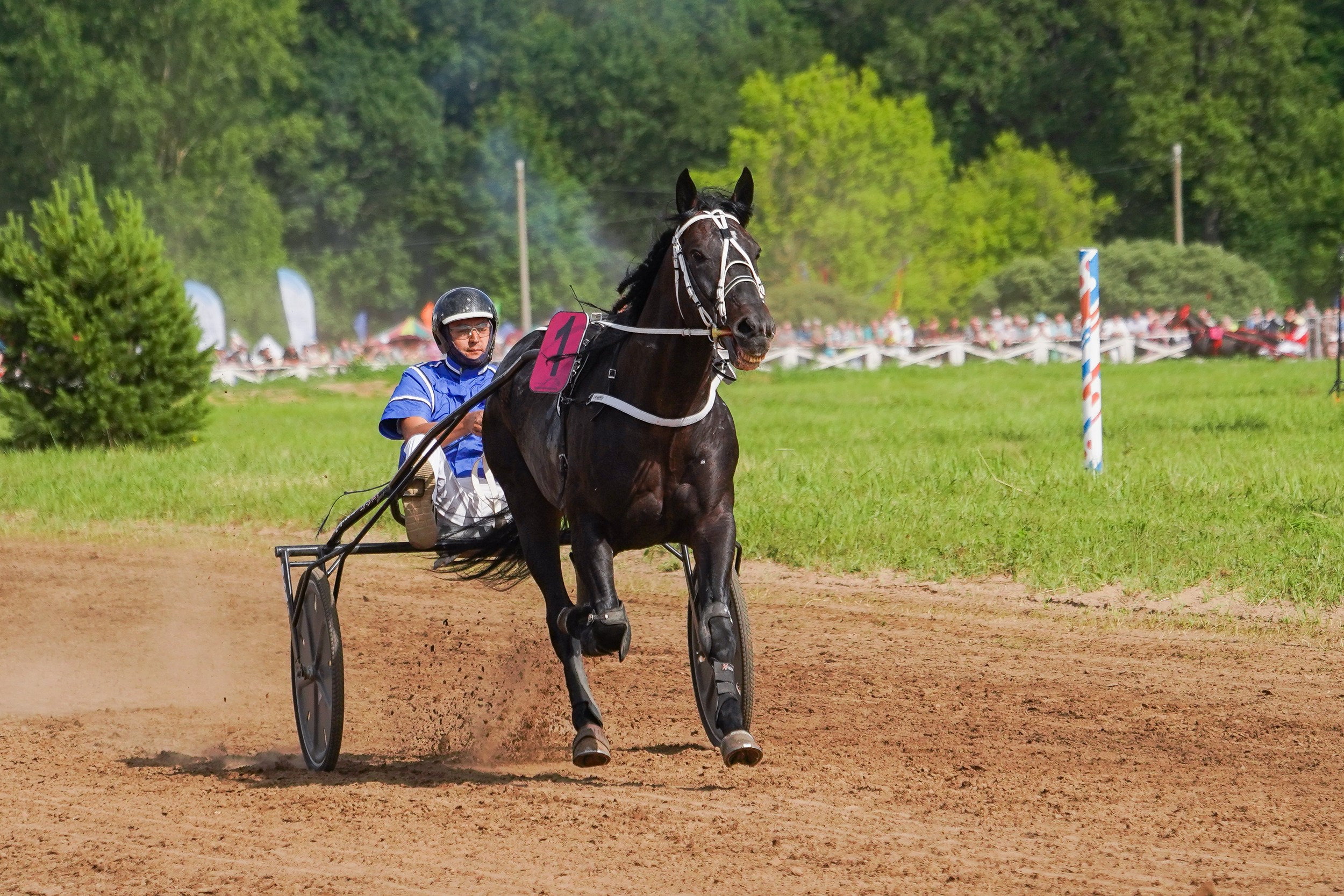 III конные бега на Кубок Главы Чувашии. Фотограф-анималист, портретный фотограф в Чебоксарах Мария Садыкова
