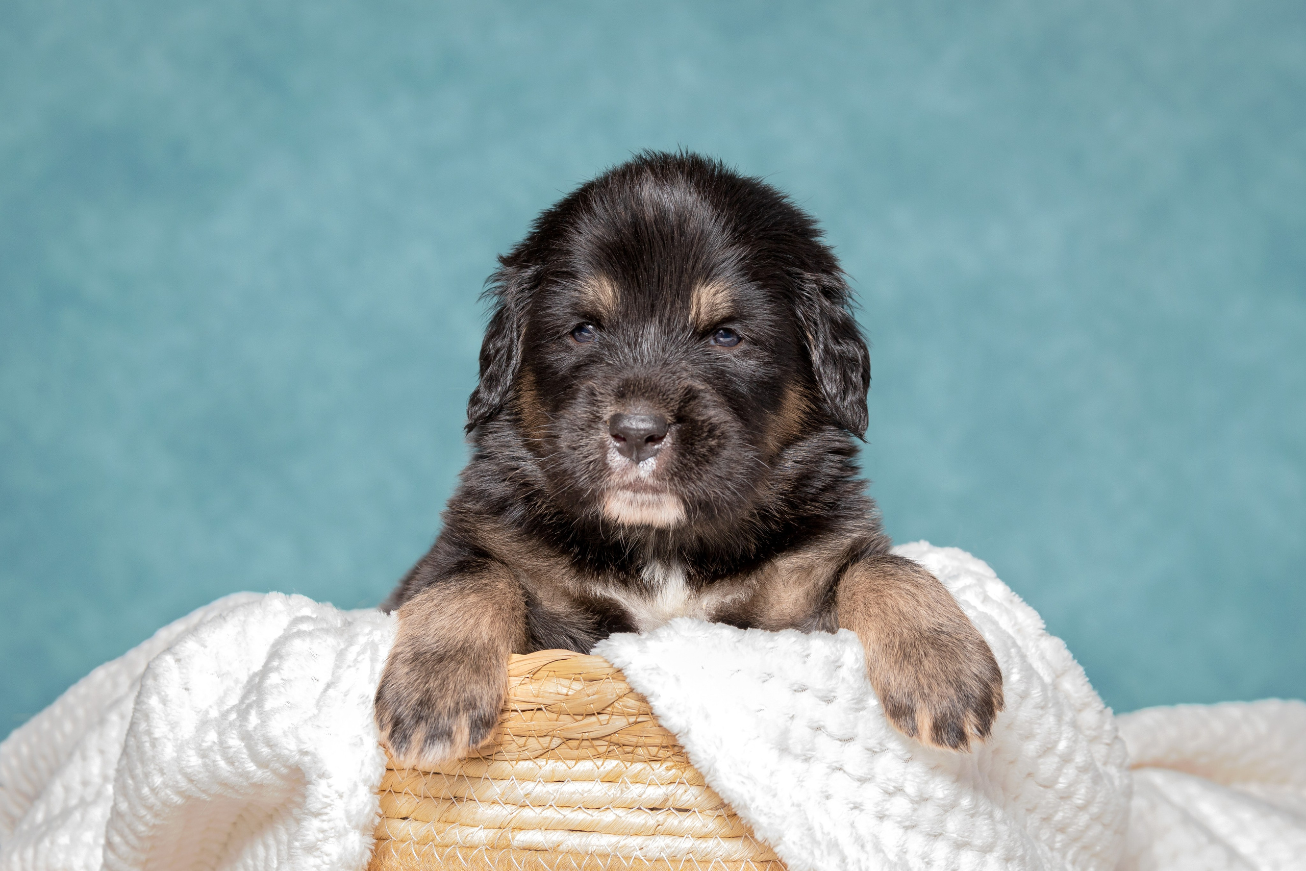 Тибетский мастиф. Юлия Микульская. Рыбинск