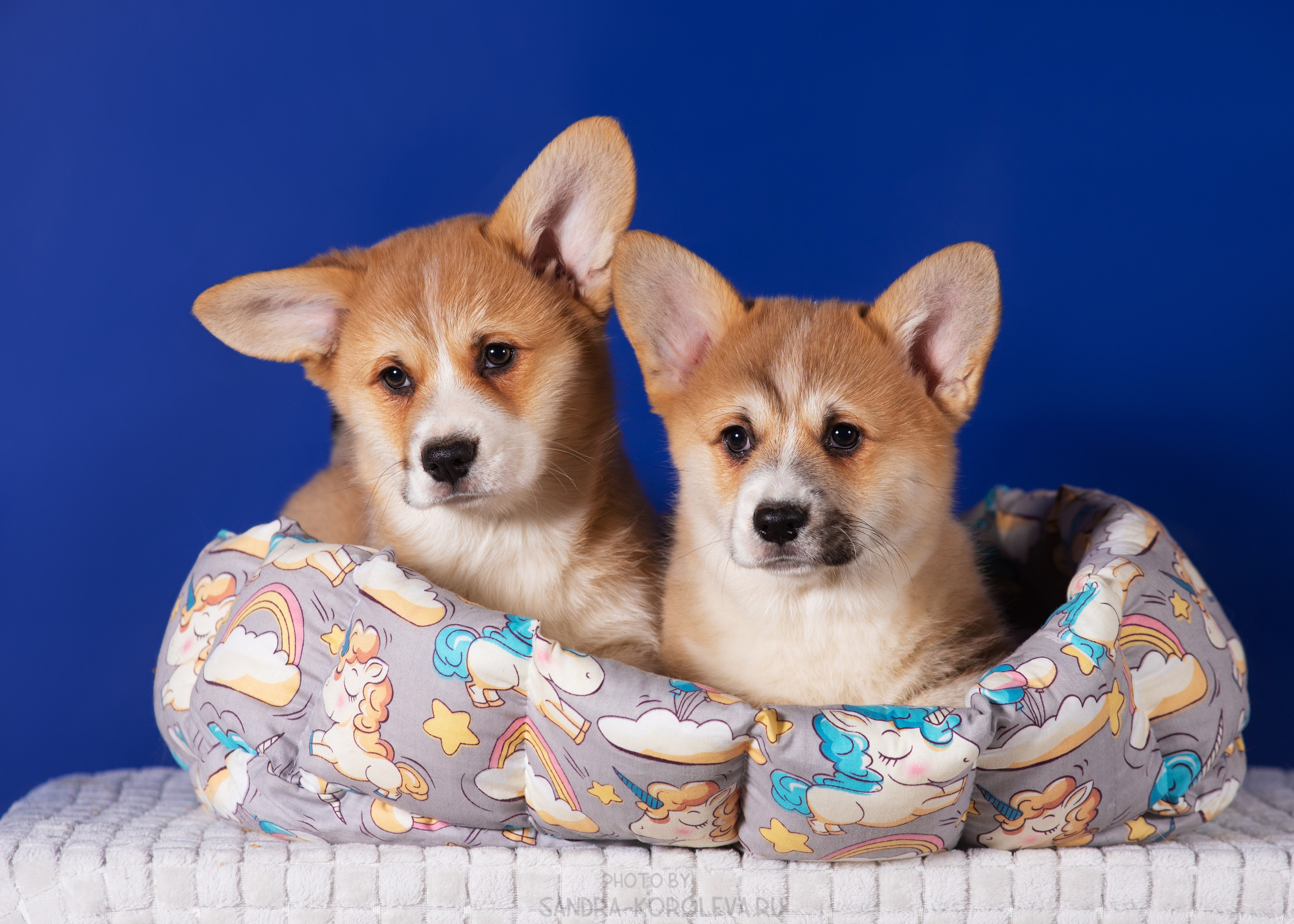 Милые щеночки. Дог-фотограф в Тюмени Александра Королева