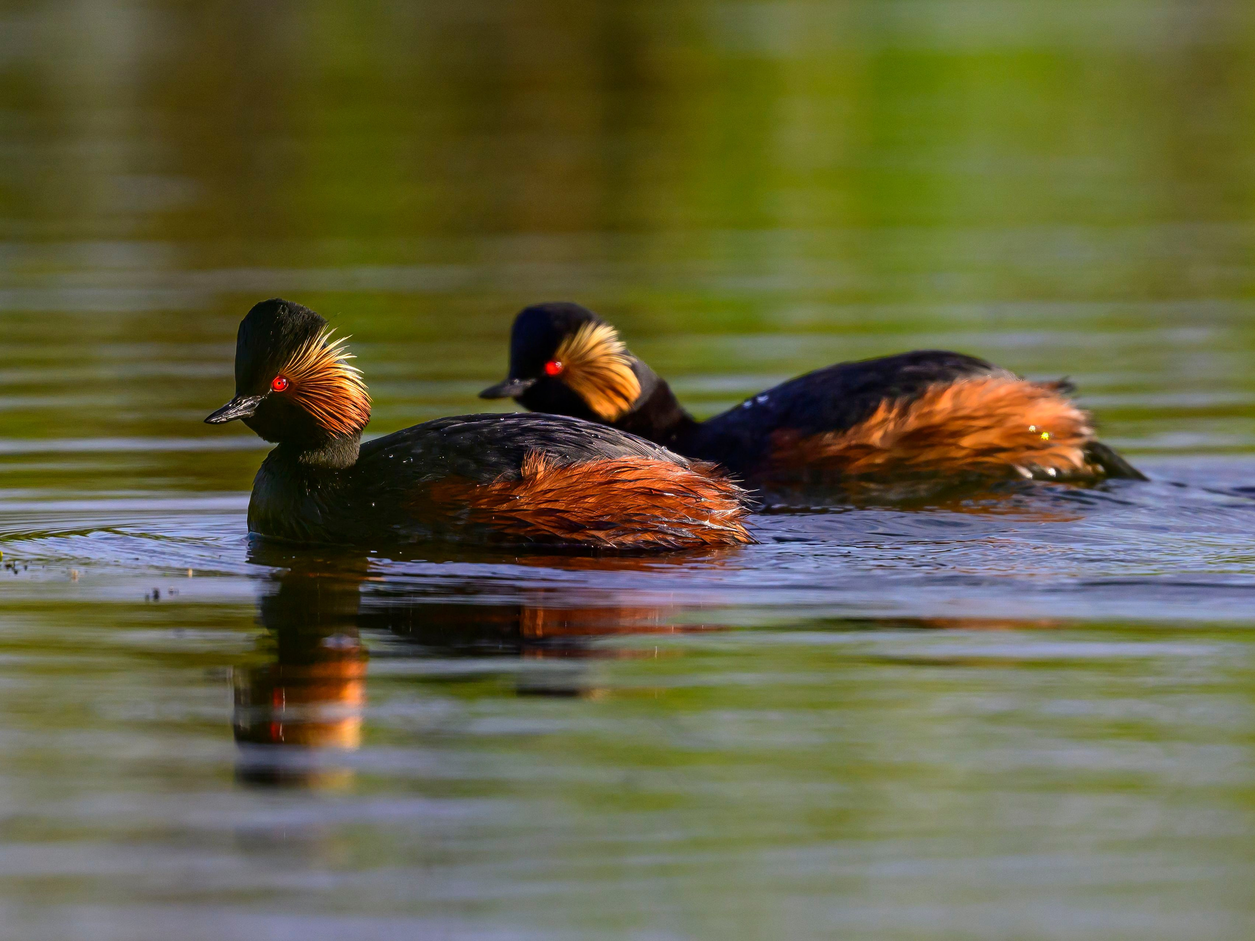 Черношейная поганка. Wildlife photography by Sergey Puponin