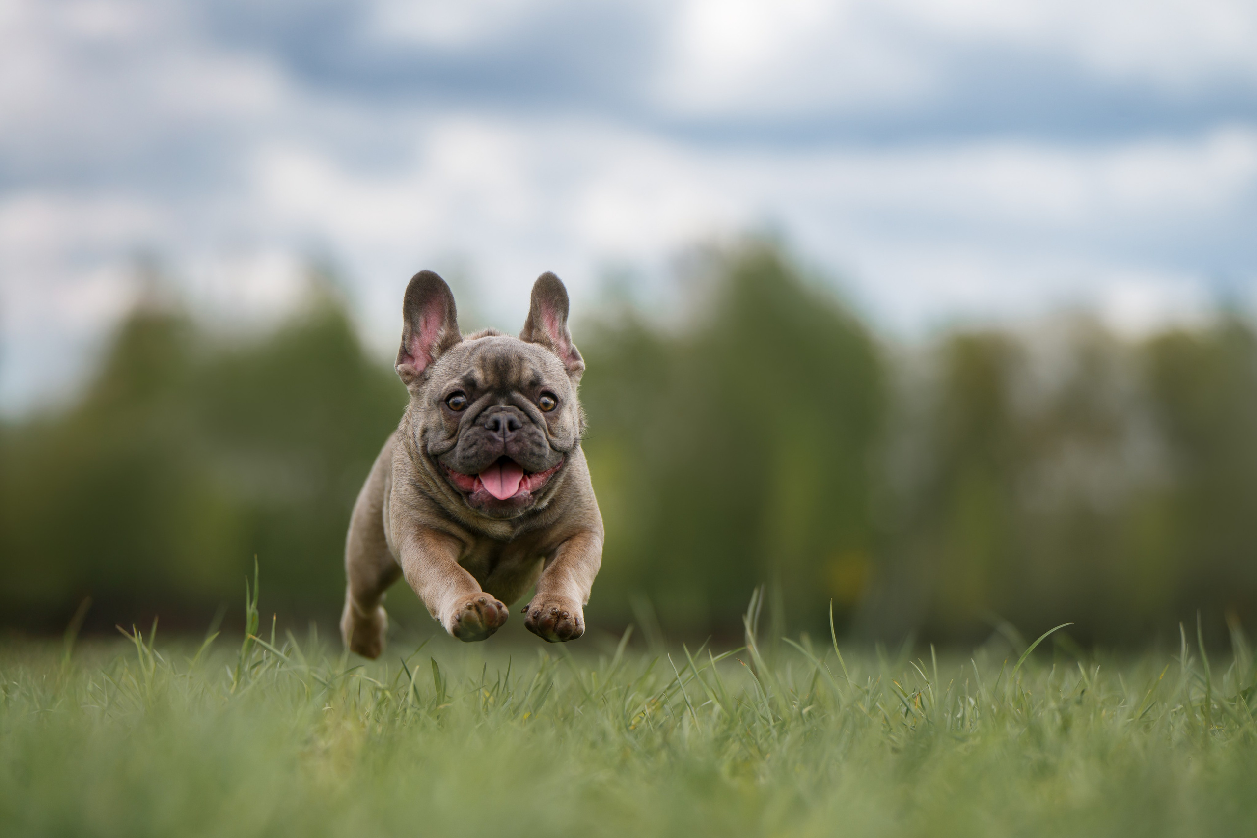 Щенок Французского бульдога. Фотограф Анималист в Москве Анастасия Жучкова