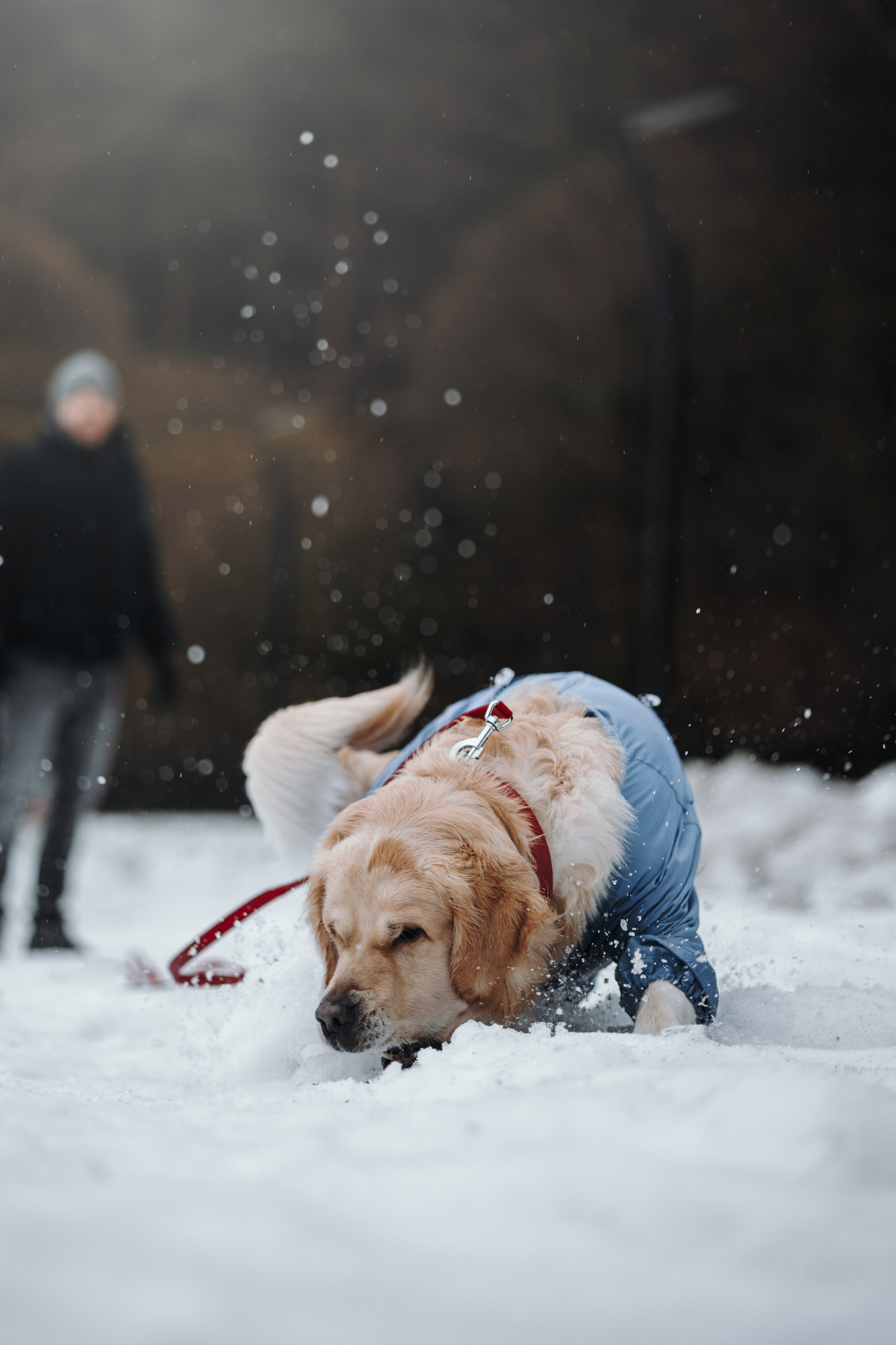 Шелби, Ватсон и ребята. Фотограф — Анималист | Санкт-Петербург
