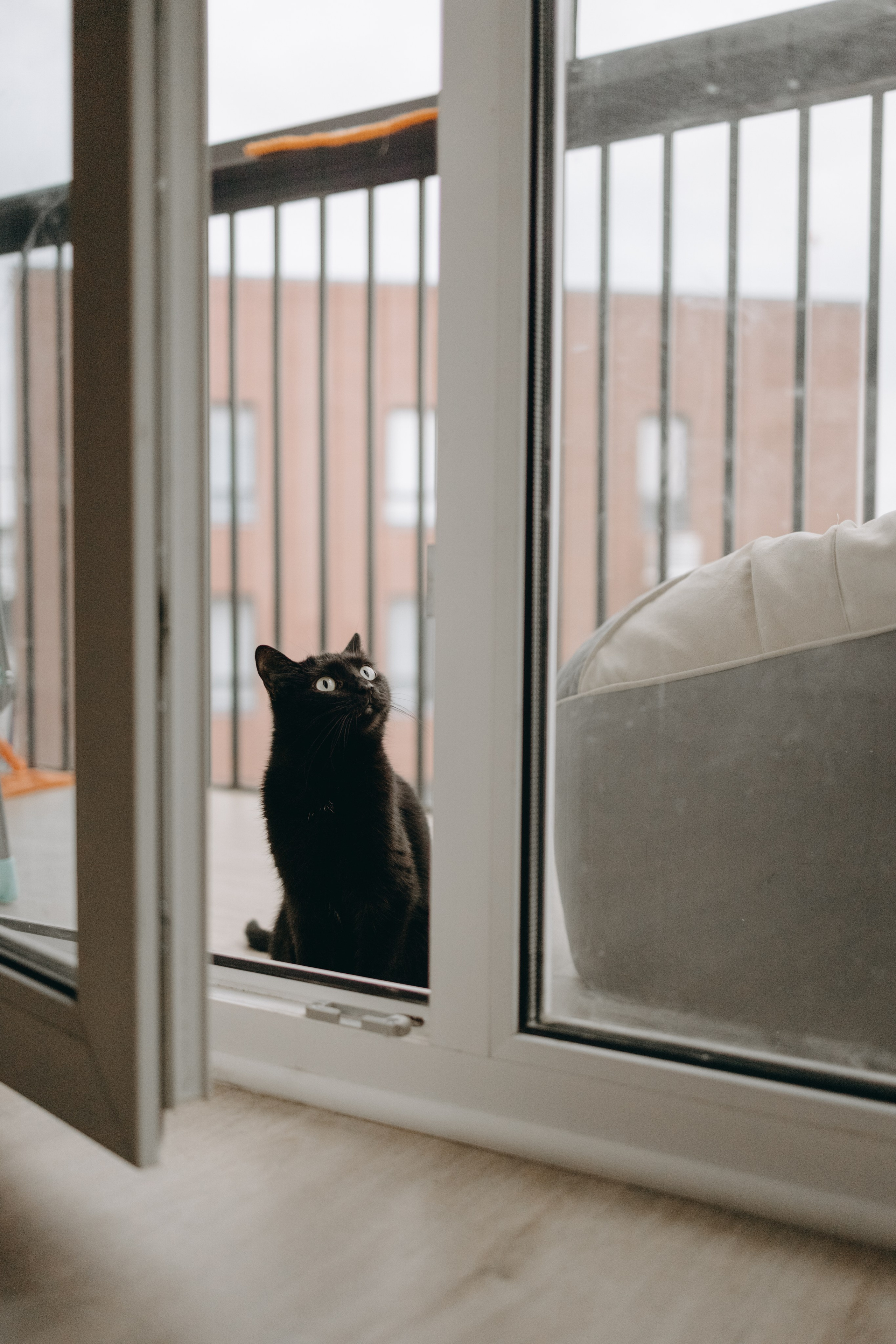 Настя, Никита и их Гром и Мяу. Фотограф — Анималист | Санкт-Петербург