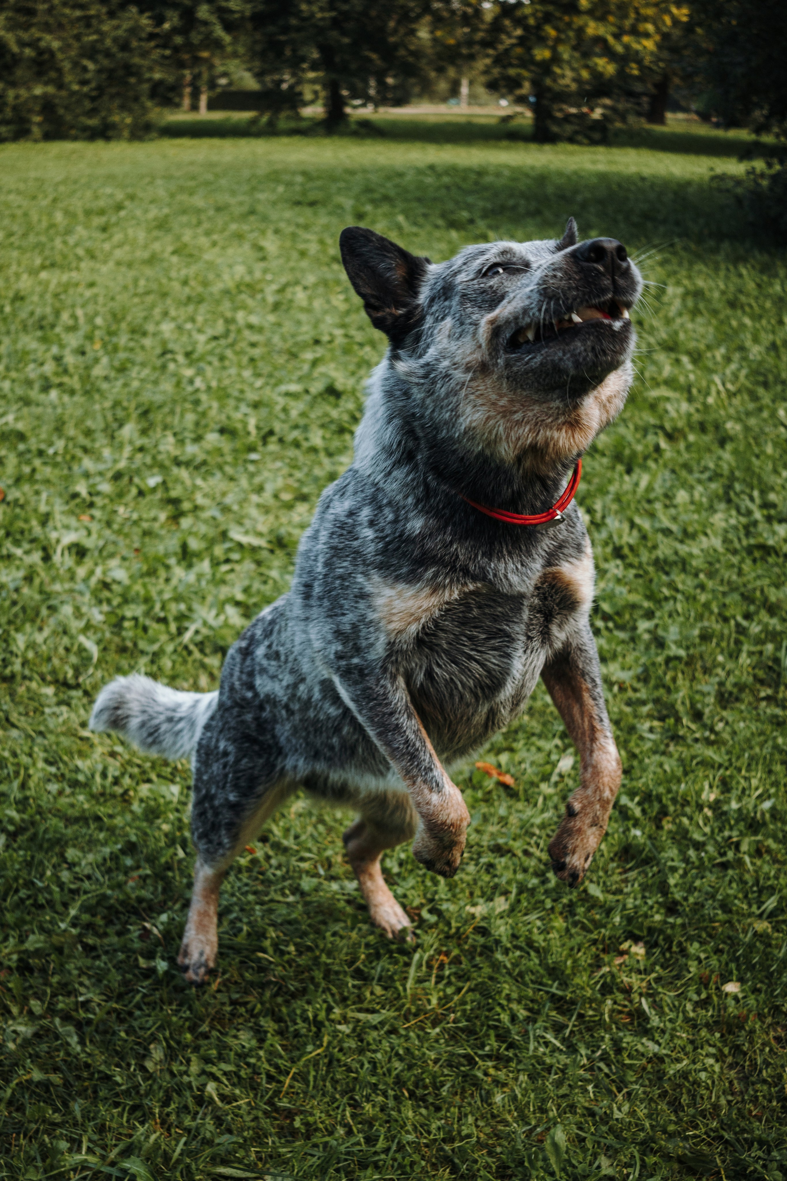 Кода и ее семья. Фотограф — Анималист | Санкт-Петербург