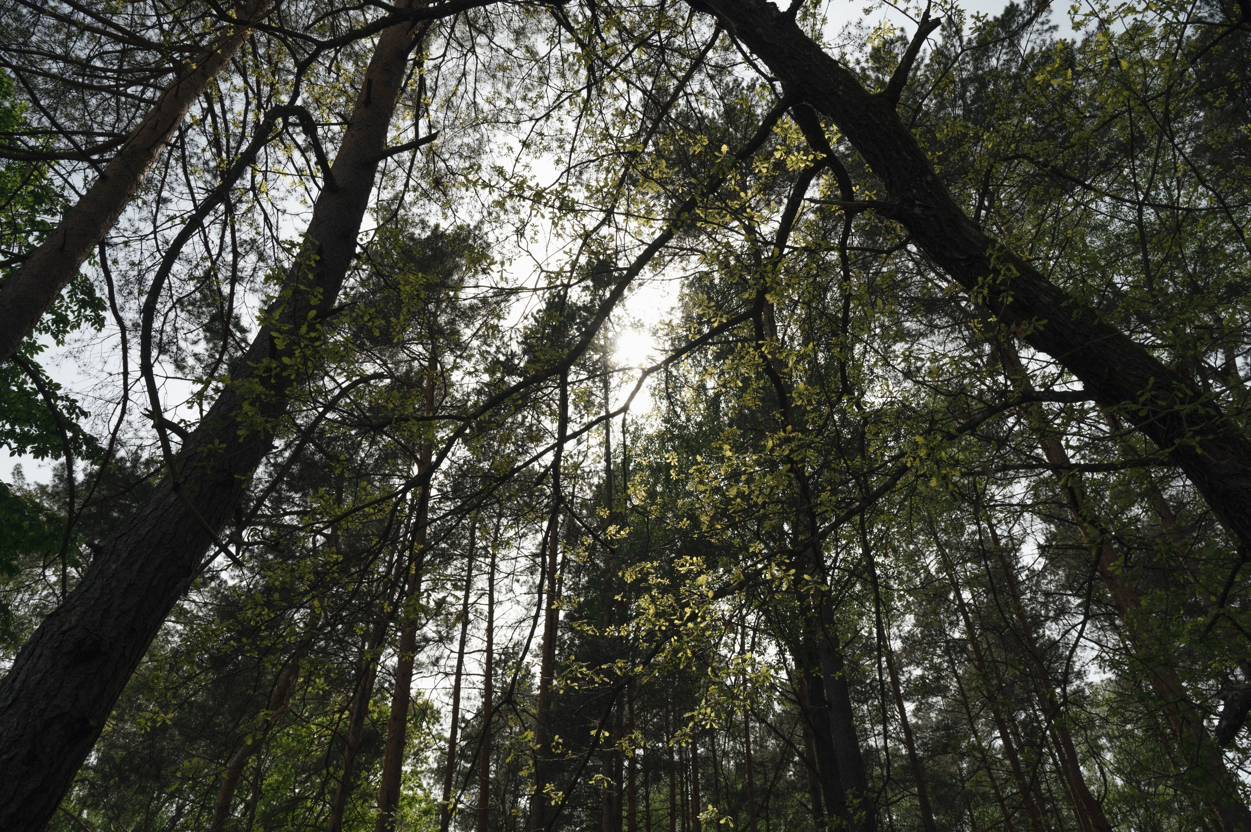 Свадебная фотосессия. Свадебный фотограф в Минске Тагай Наталья
