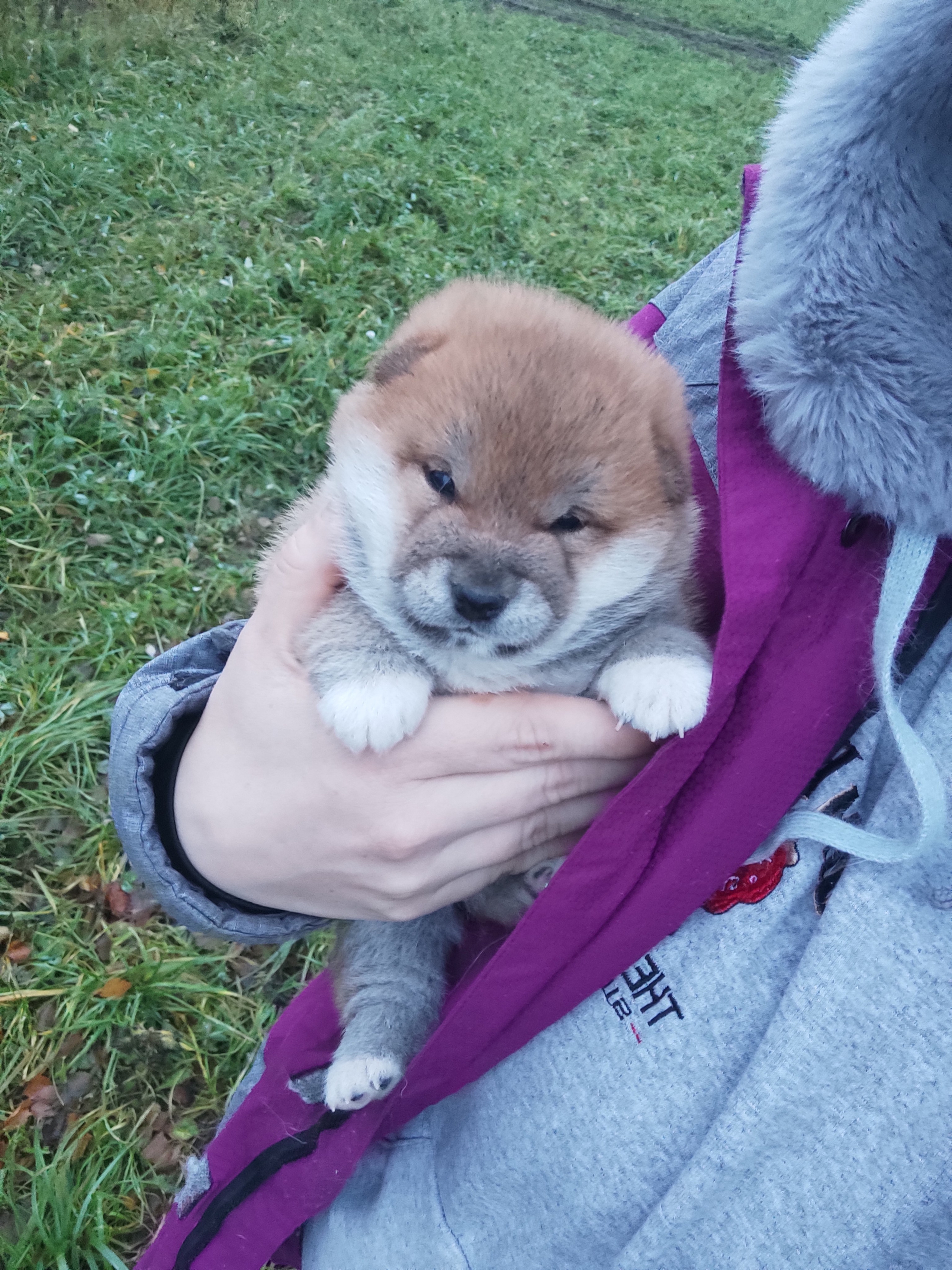 сиба питомник Рубилайт щенки на продажу rubylight  сиба щенки купить СПб Санкт-Петербург 