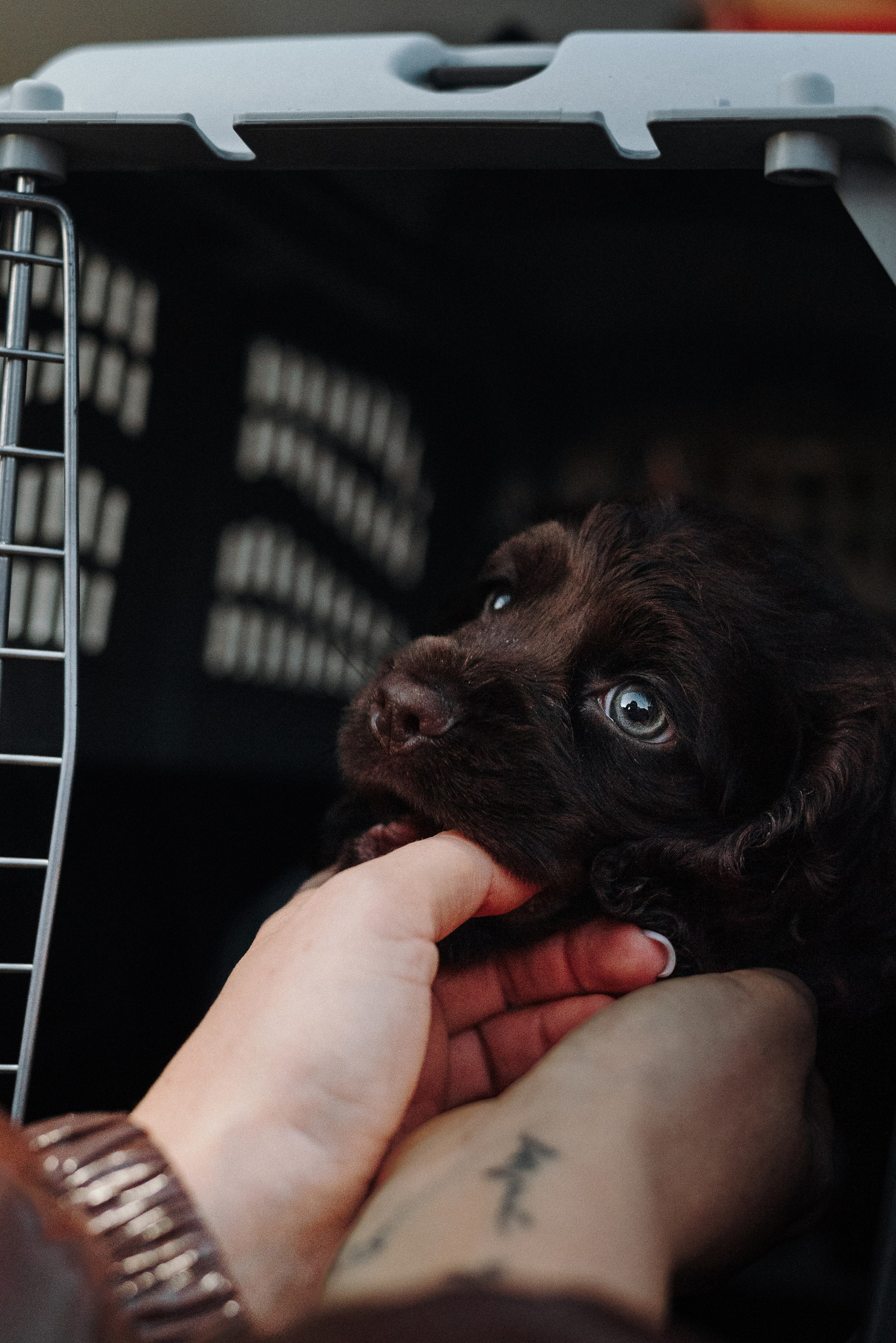 Mary & Busya’s first meeting. Natalia Finch Photography — Family, Kids & Pet Photographer in Chicago, IL