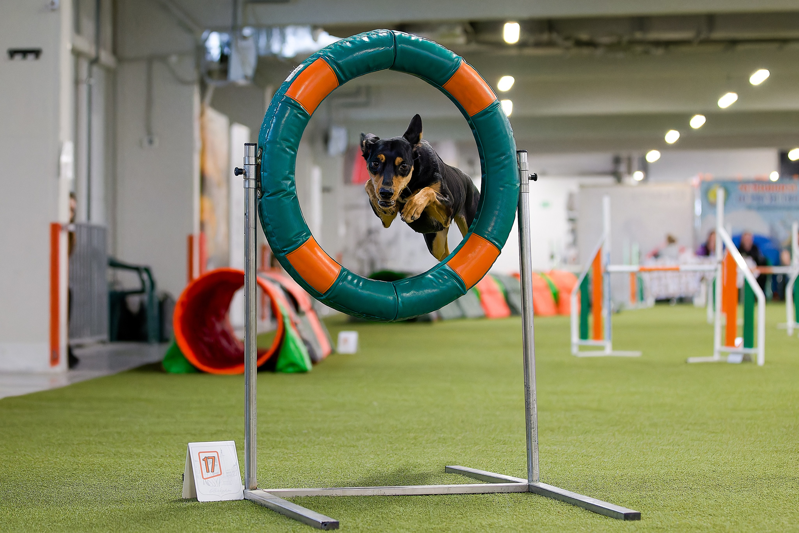 Кубок Пёсбурга 2025. Irenephoto.ru