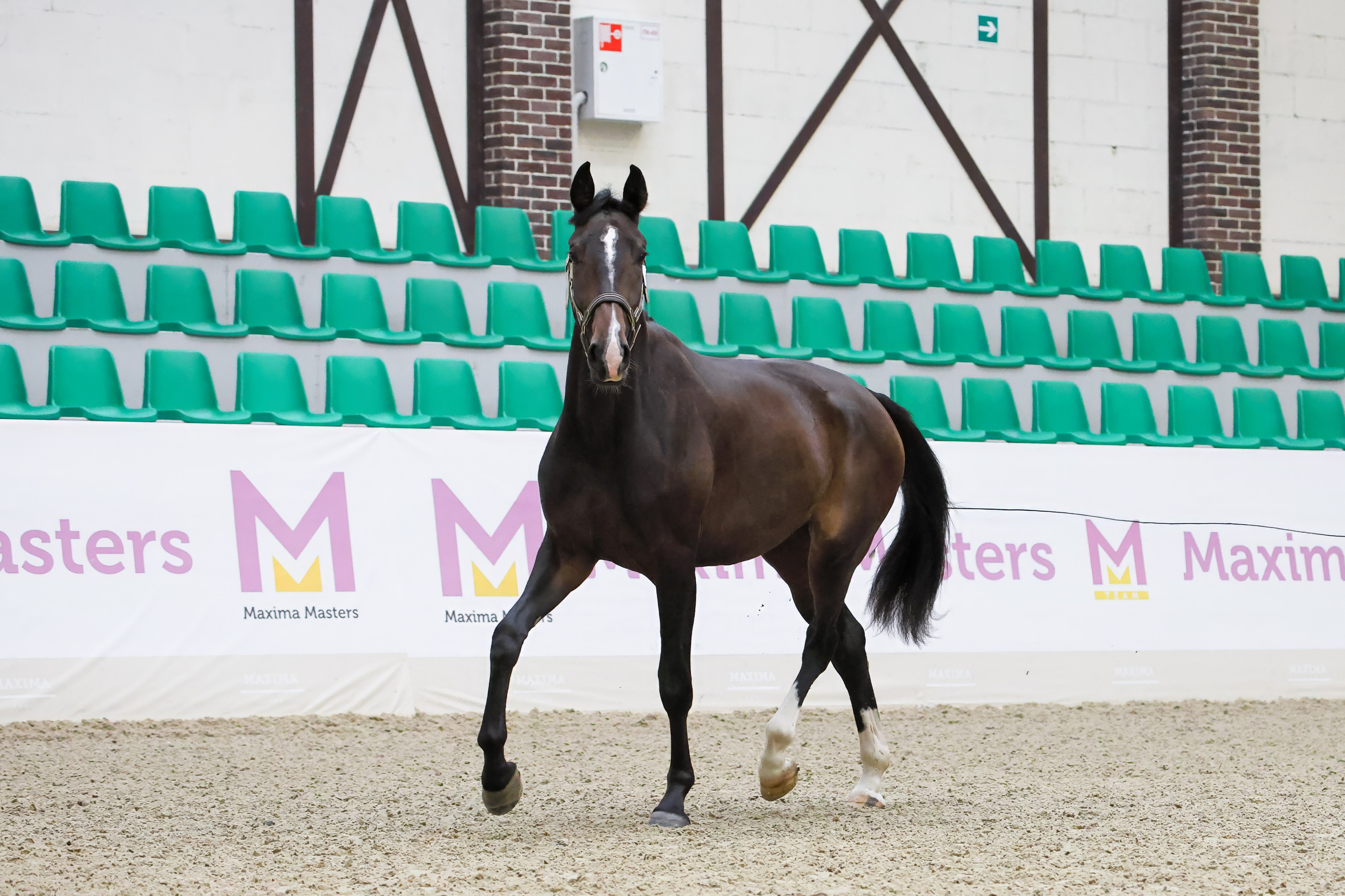 Конная Россия 2024 Оценка двигательных качеств. Irenephoto.ru