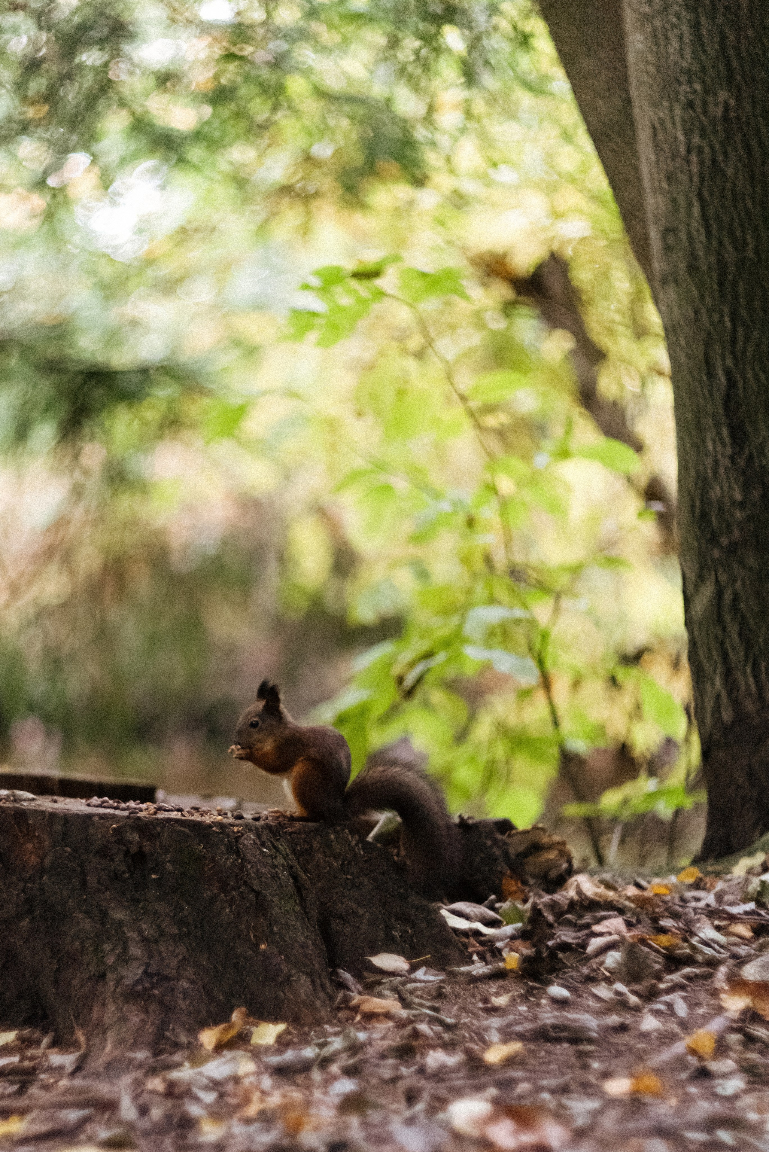 Autumn. Свадебный фотограф Санкт-Петербург DanyaPhotoart