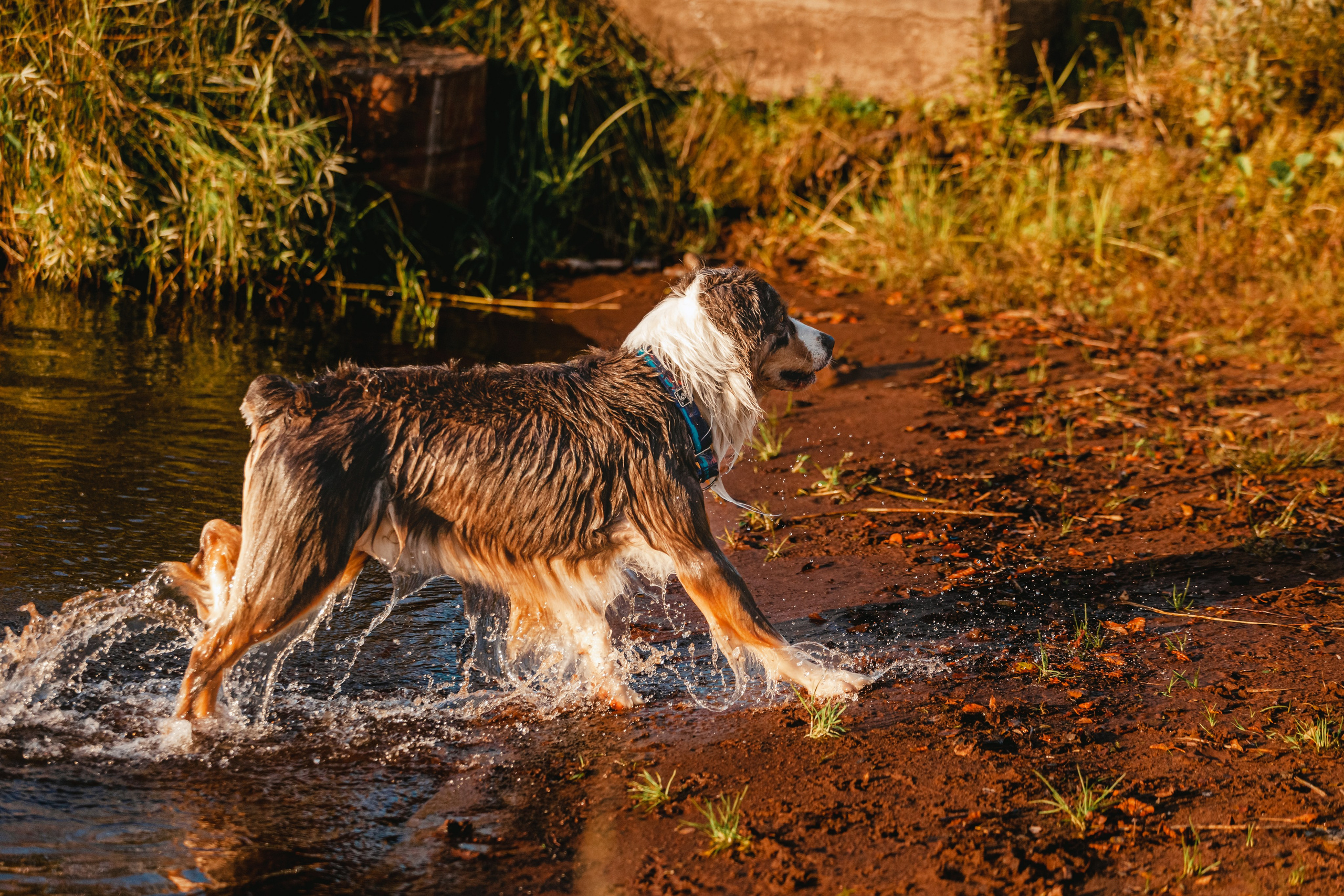 Фотопрогулка в Ленобласти. Фотограф-анималист Татьяна Степанова