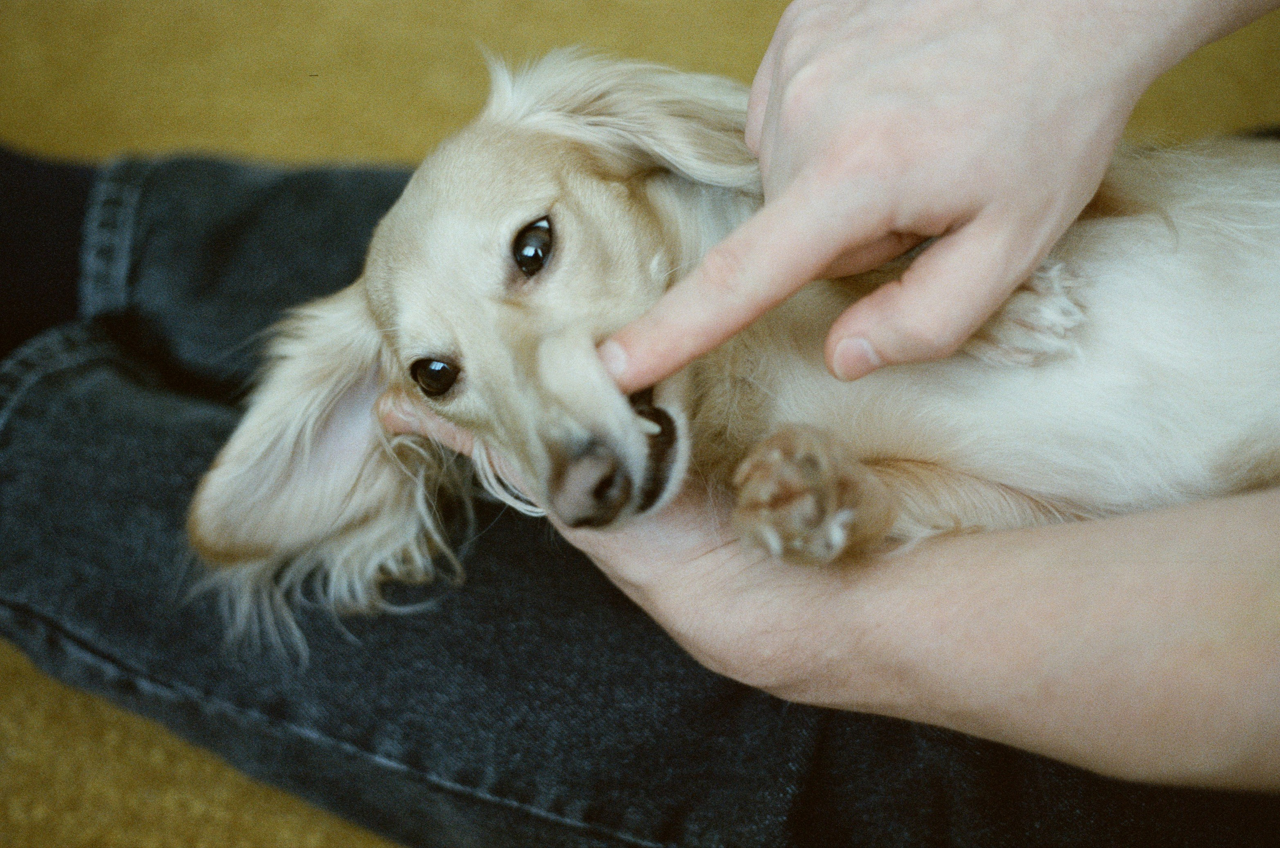 Даня, Алёна, Лёва и таксы. Настя Оленченко, портретный/семейный фотограф на цифру и плёнку Москва