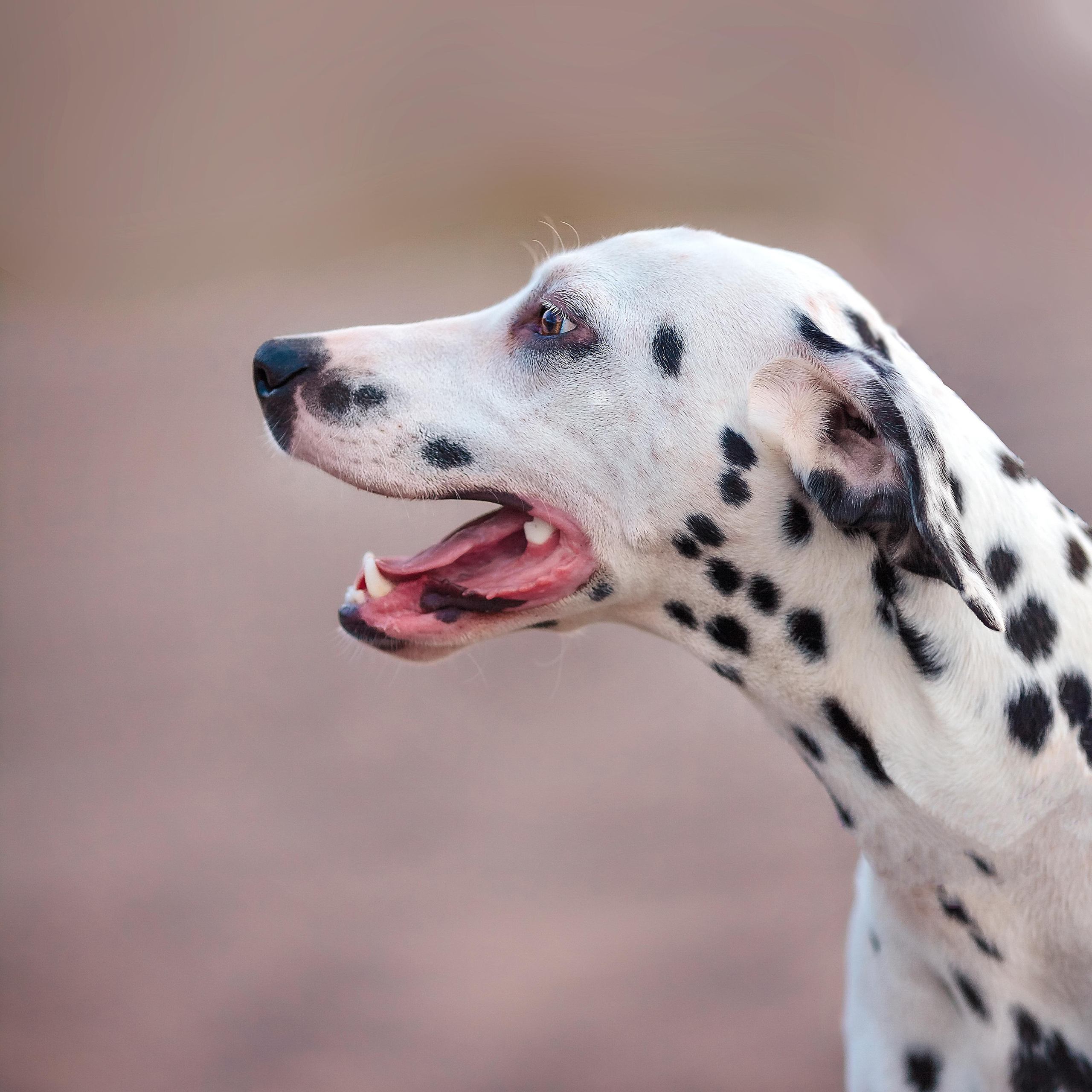 Александр, Валерия, Соня и Белла. Семейная прогулка на закате. Детский, семейный фотограф в Южно-Сахалинске, Невельске и Холмске