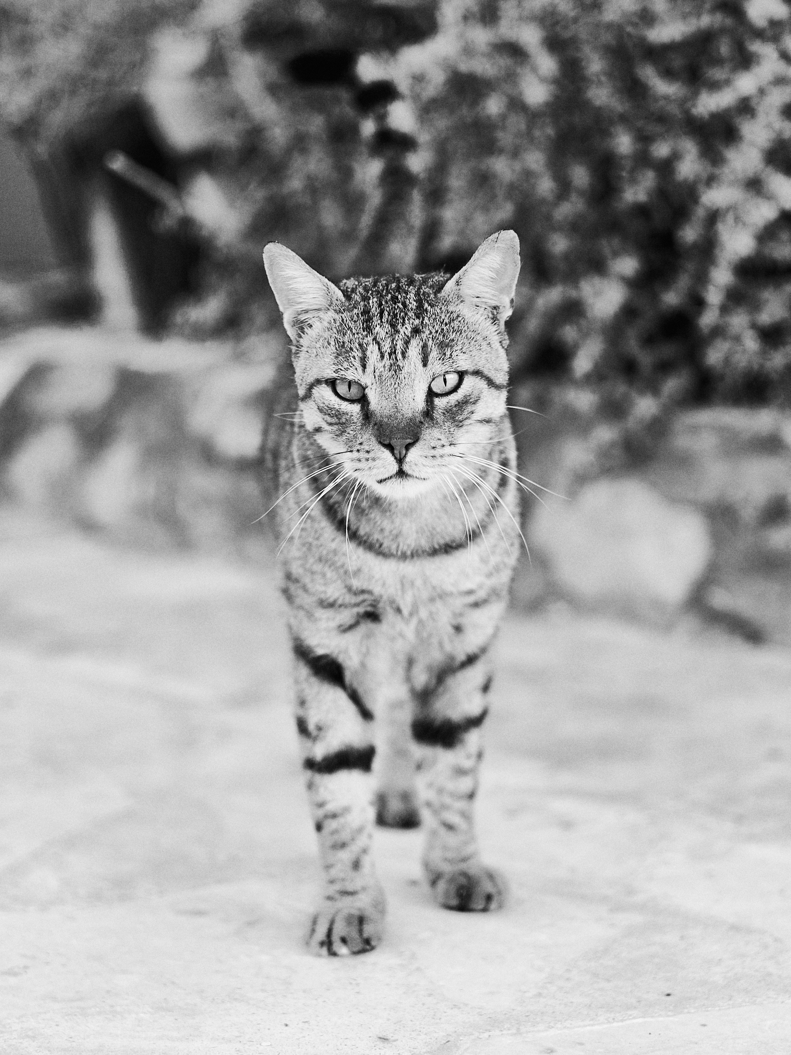 Другое 3. Jorgis Talè — photographer, kind person, teacher of arts and other mag