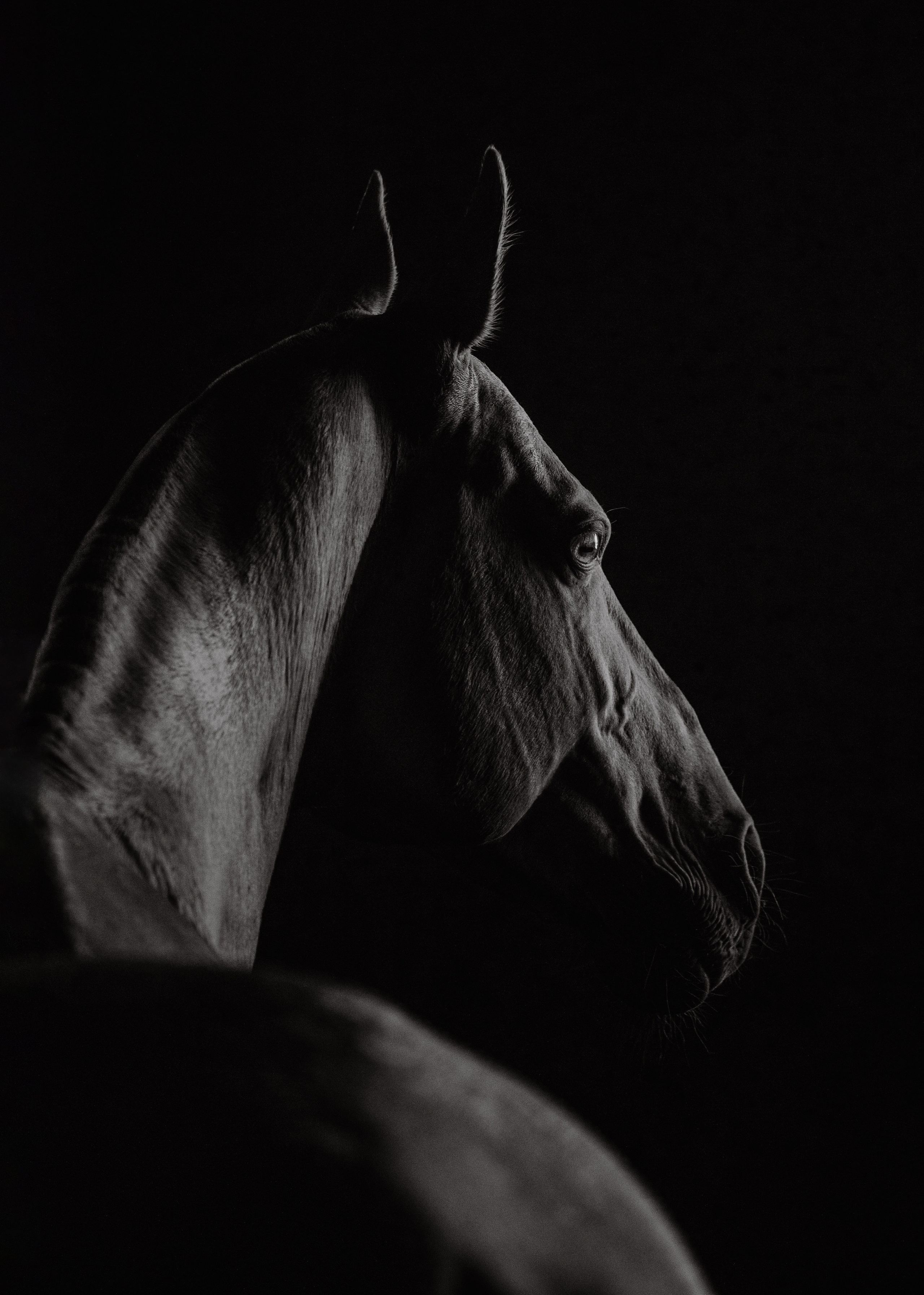 Akhalteke. Фотограф-анималист Ксендзова Кристина