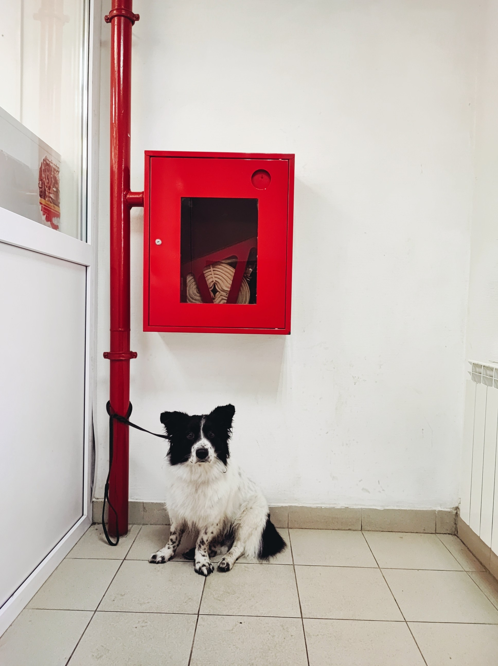 Намобилкус тульский. Репортажный фотограф Алексей Пирязев