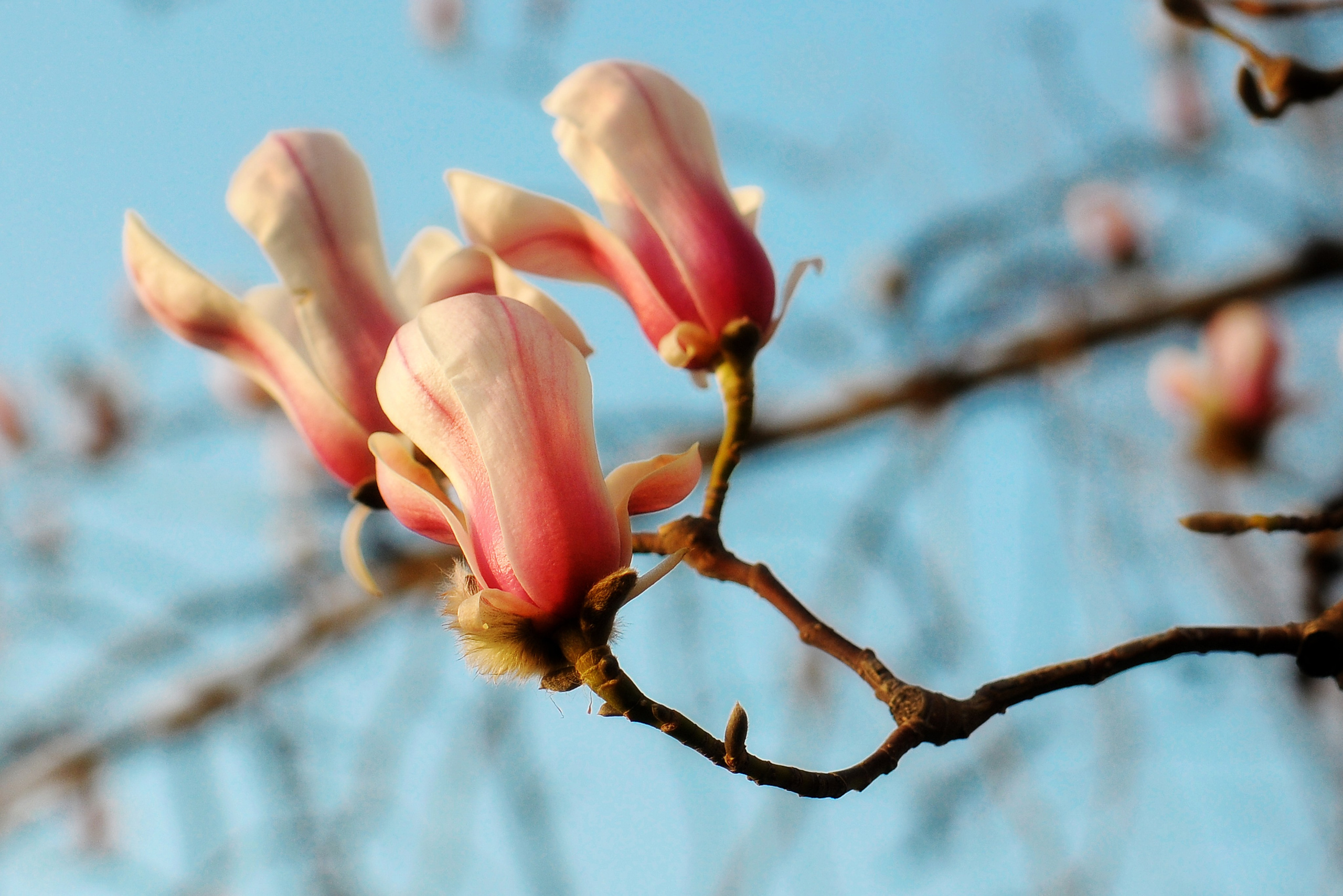 Весна. FotoGraf