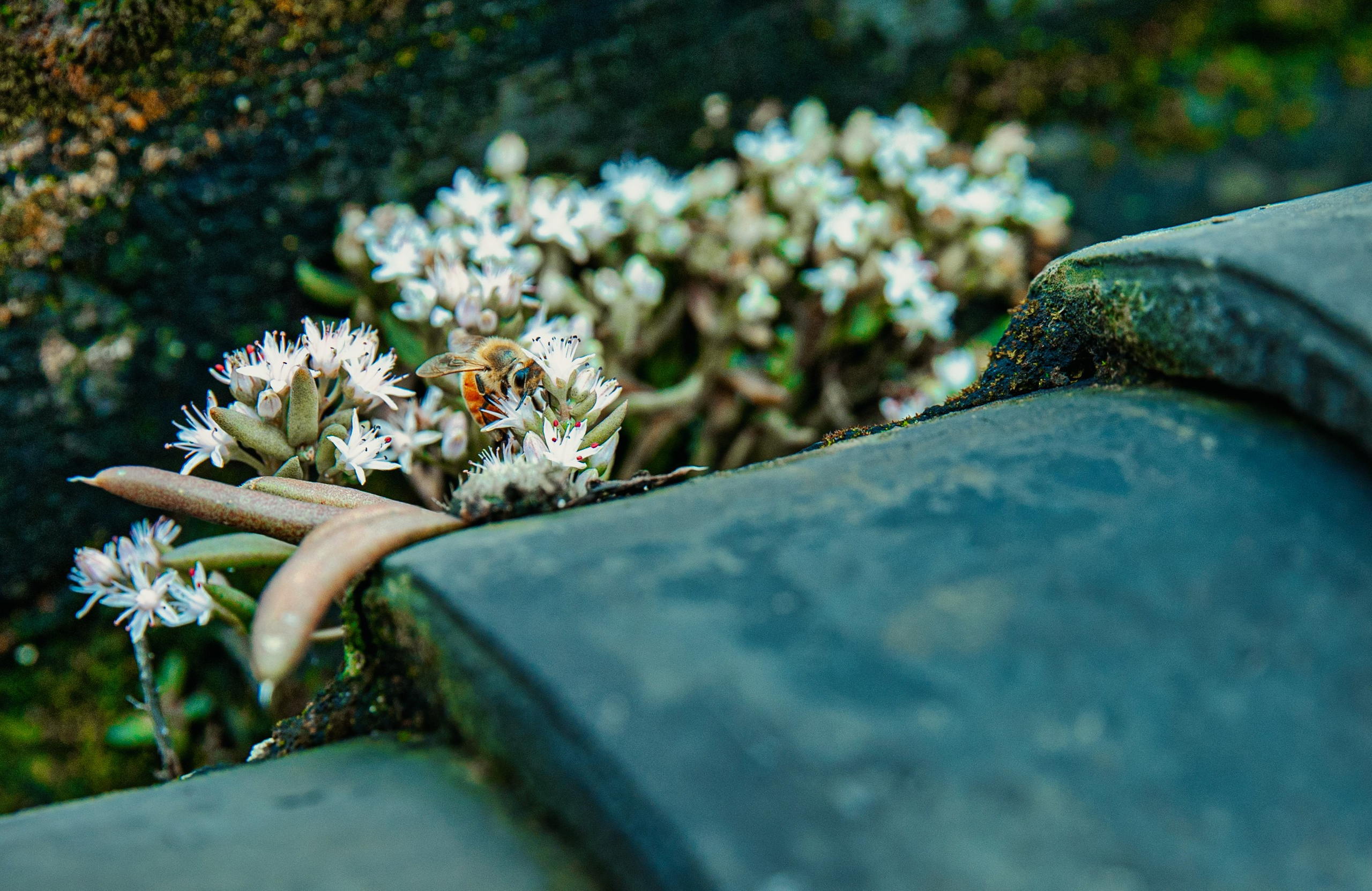 Весна. FotoGraf