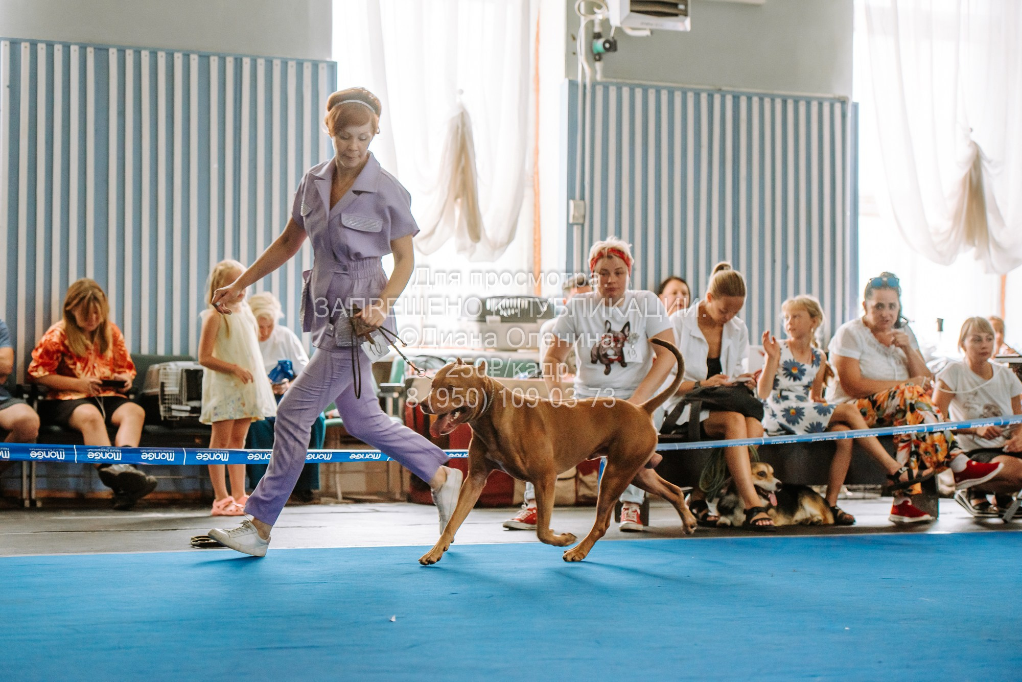 Национальная выставка собак всех пород ранга САС-IKU «Кубок Красноярск. Фотограф Диана Оленина Красноярск / Братск