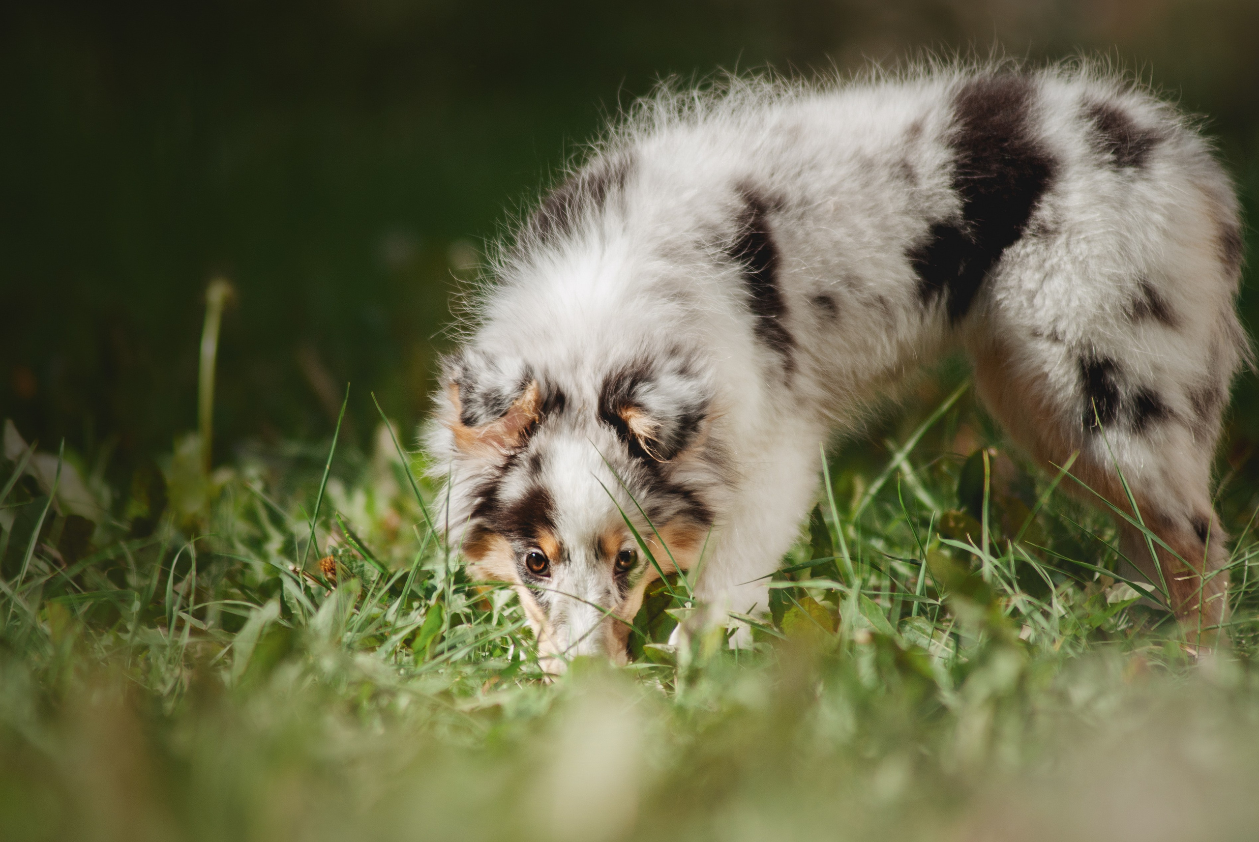 Щенки шелти. Фотограф в Тюмени Лизавета Сапицкая