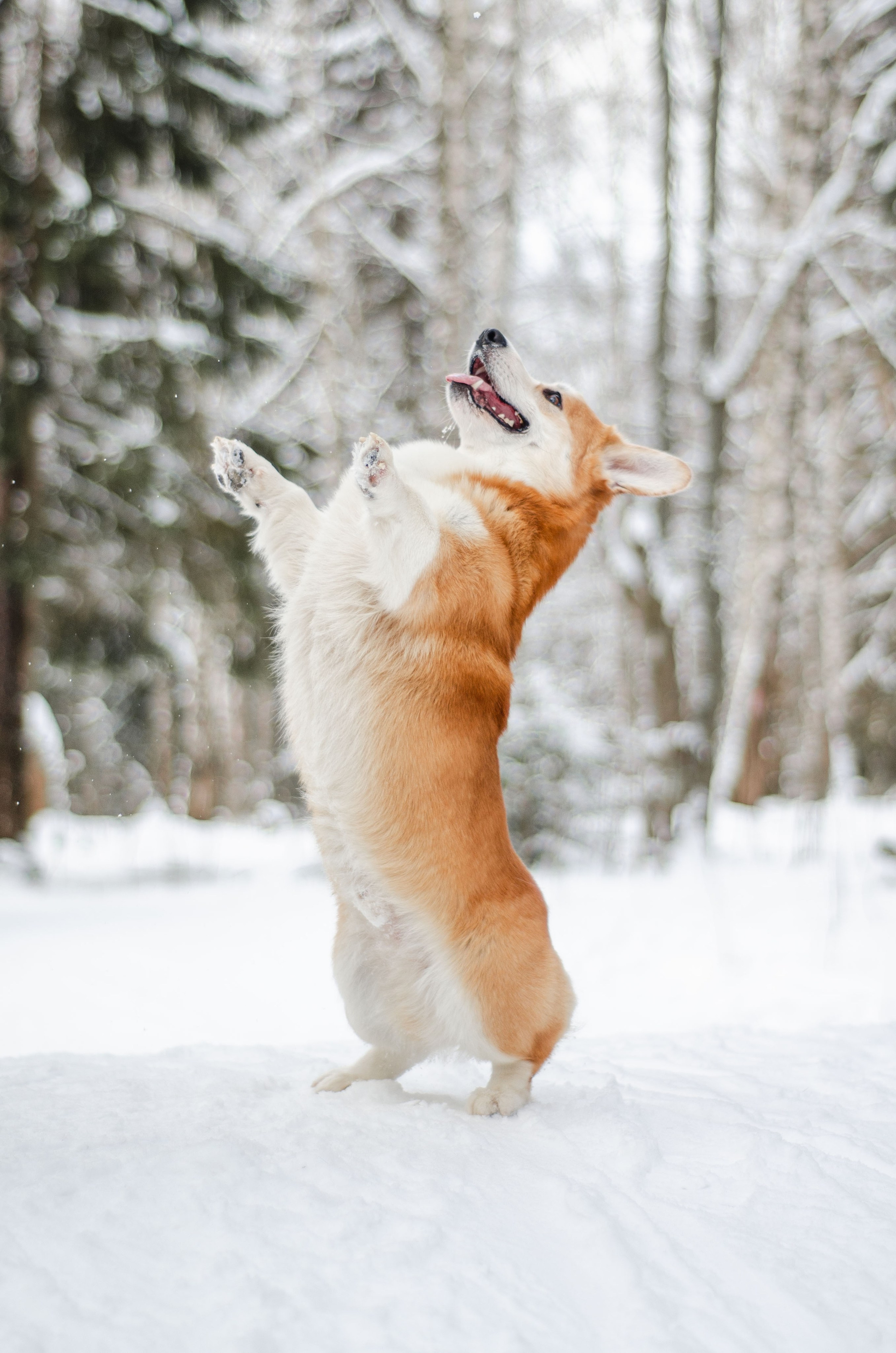 Прогулки с питомцами и без. Фотограф анималист
