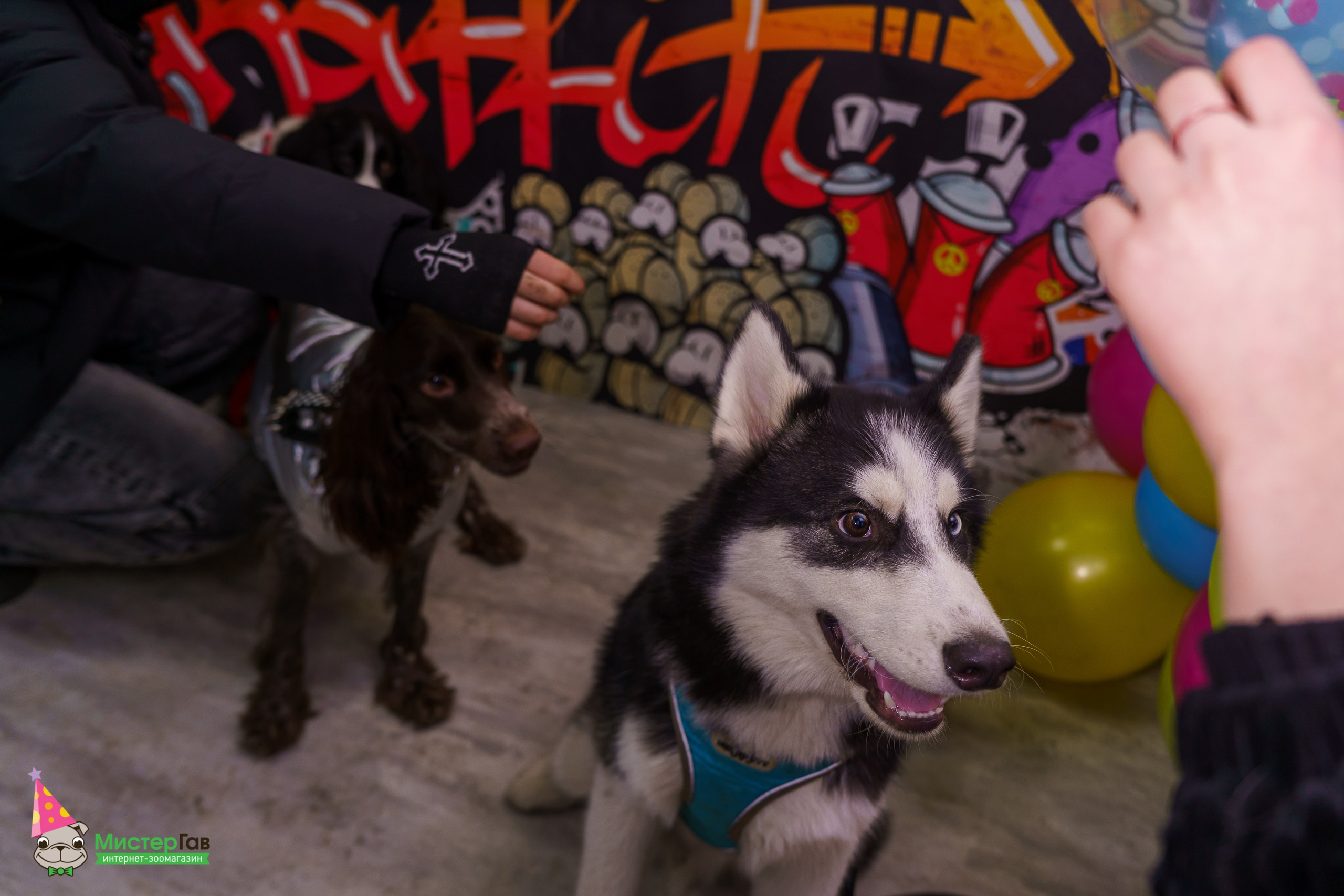 Мистер Гав -13 лет!. Фотограф Челябинск · Ольга Серебрякова