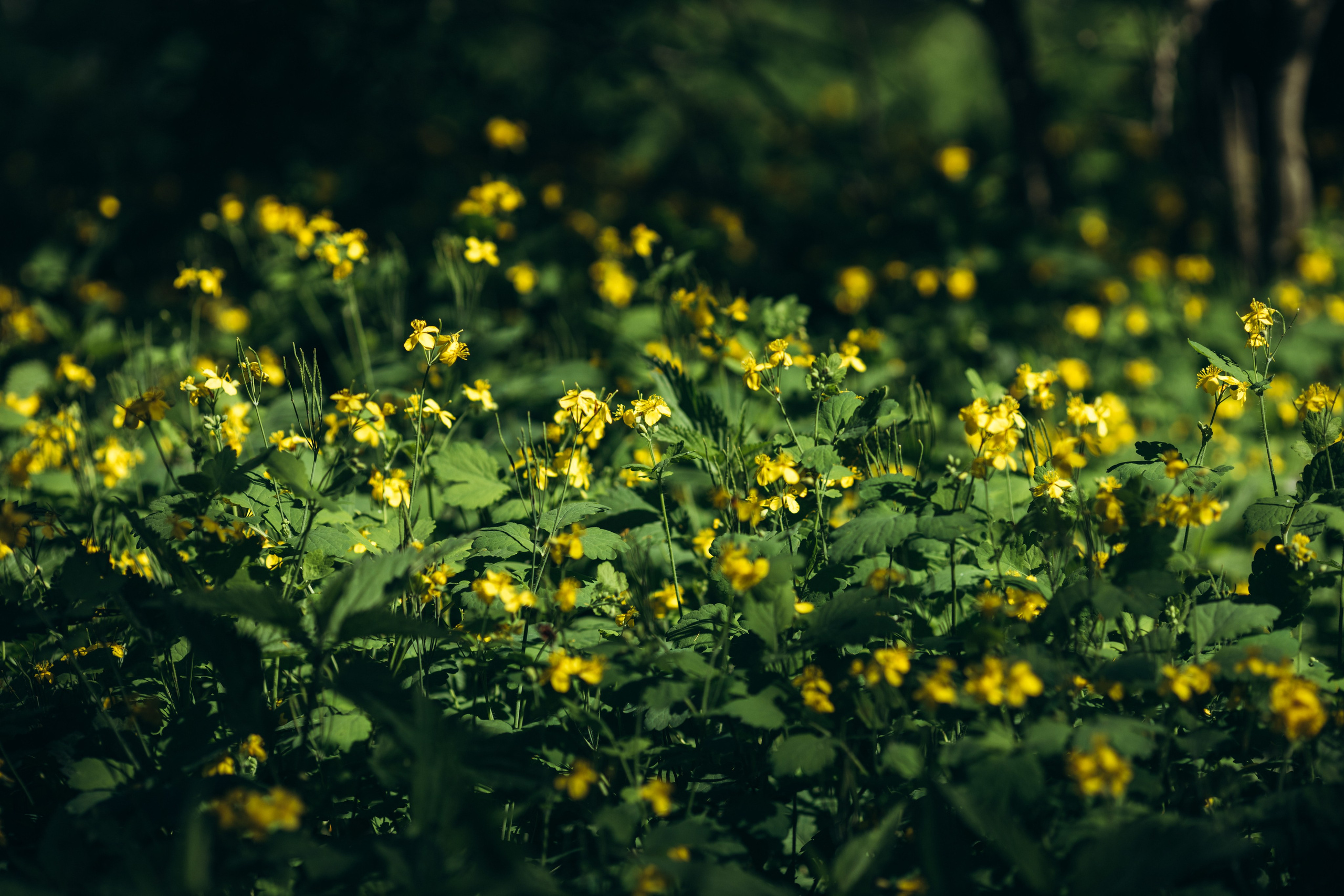 Природные пейзажи. Наталия Клевинскас портретный фотограф в Костроме