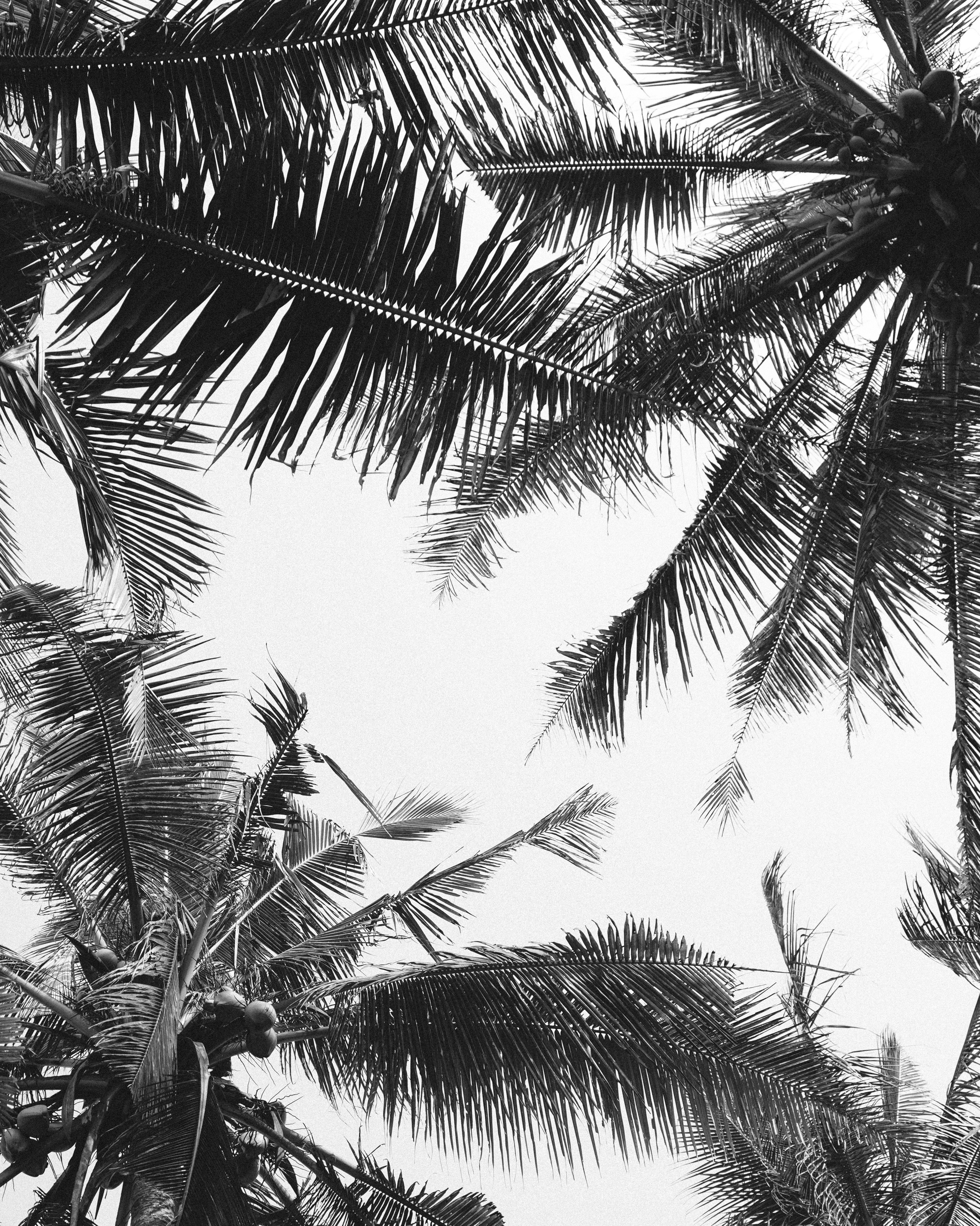 Victoria. Alena Gribkova