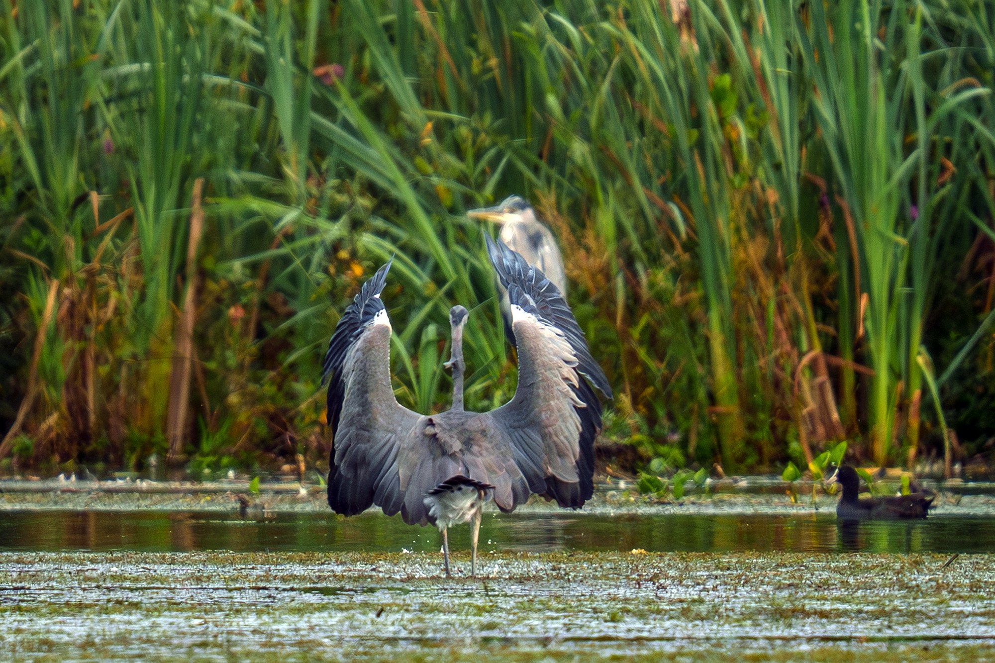 Удивительные мир птиц. Вокруг нас столько прекрасного — присмотритесь!. Ваш личный фотограф Марина Волкова