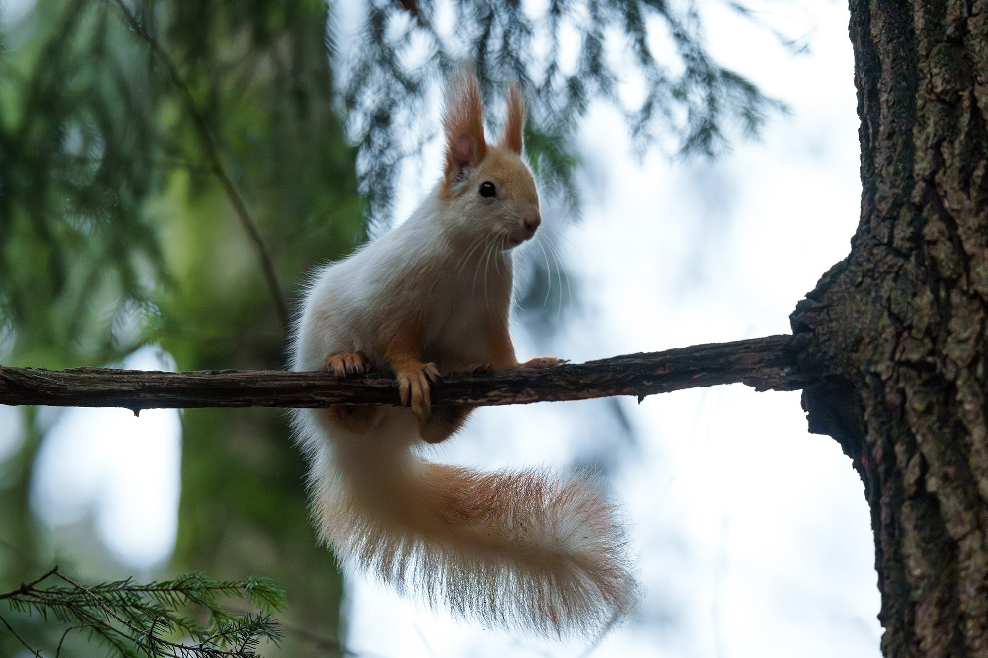 Животные. Ваш личный фотограф Марина Волкова
