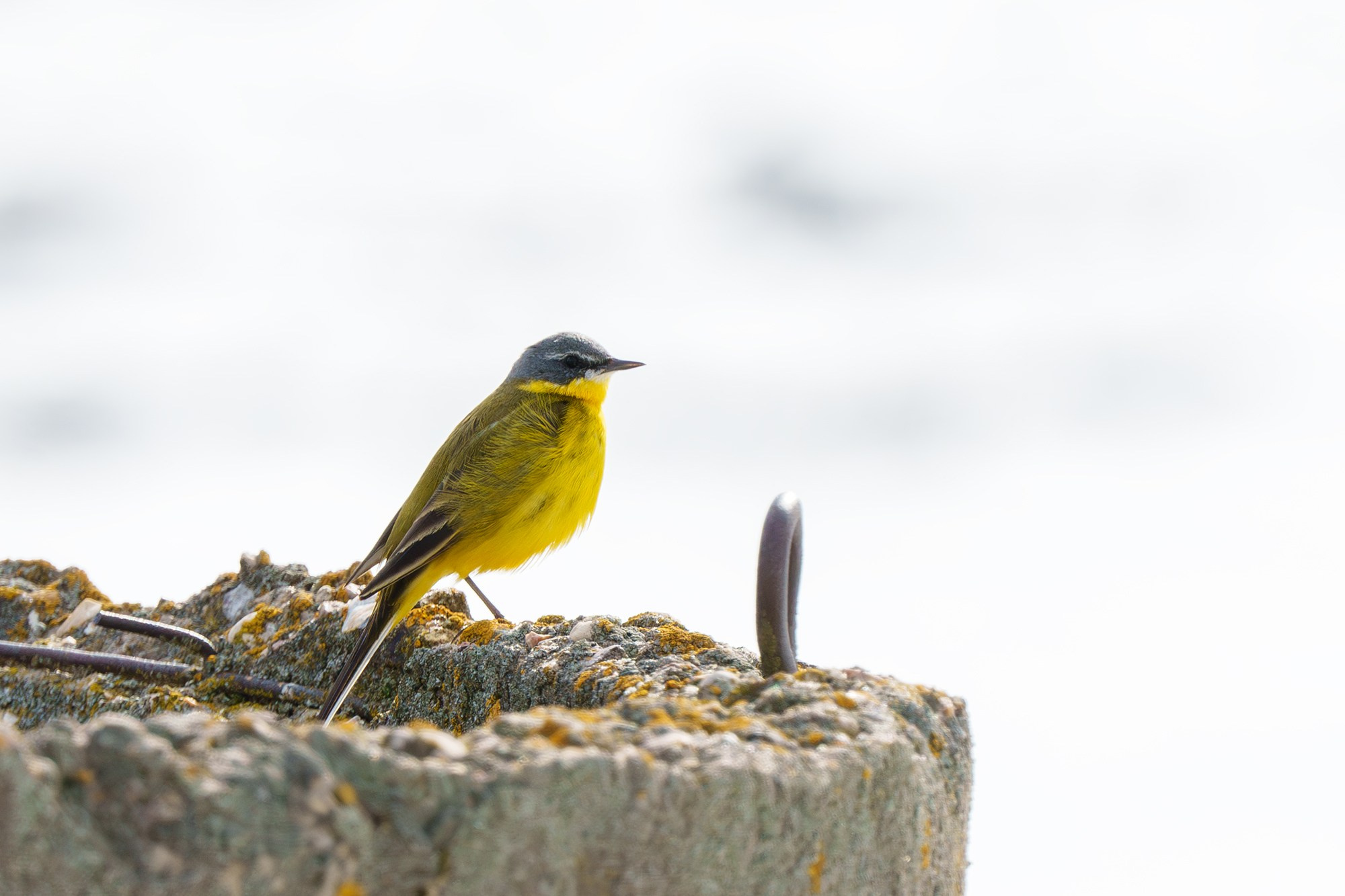 Удивительные мир птиц. Вокруг нас столько прекрасного — присмотритесь!. Ваш личный фотограф Марина Волкова