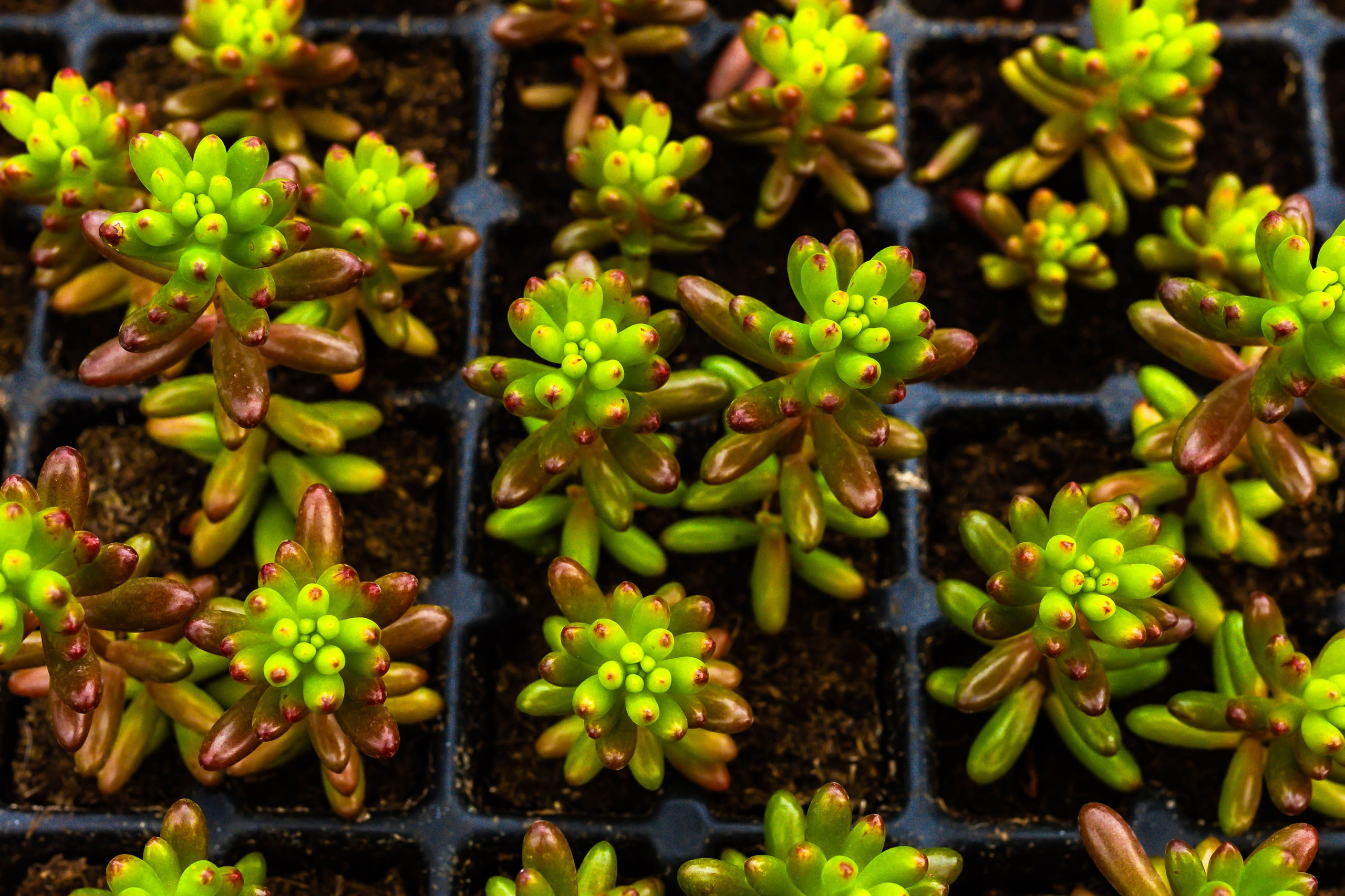 Фотографии природы Липецка. Свадебный и семейный фотограф Виолетта в Липецке