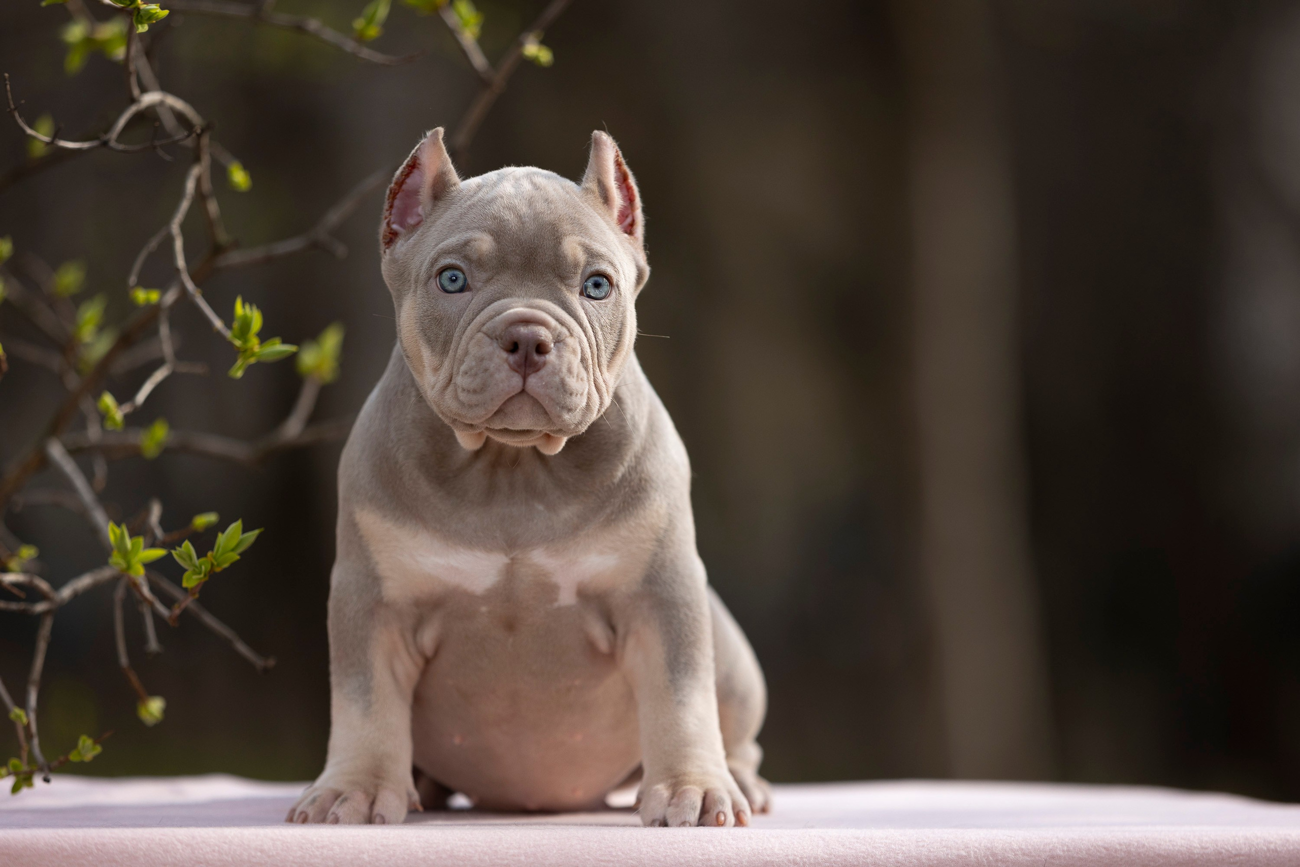 Американский Булли. Фотограф анималист, семейный фотограф, фотограф собак Комратова Мария. г. Москва