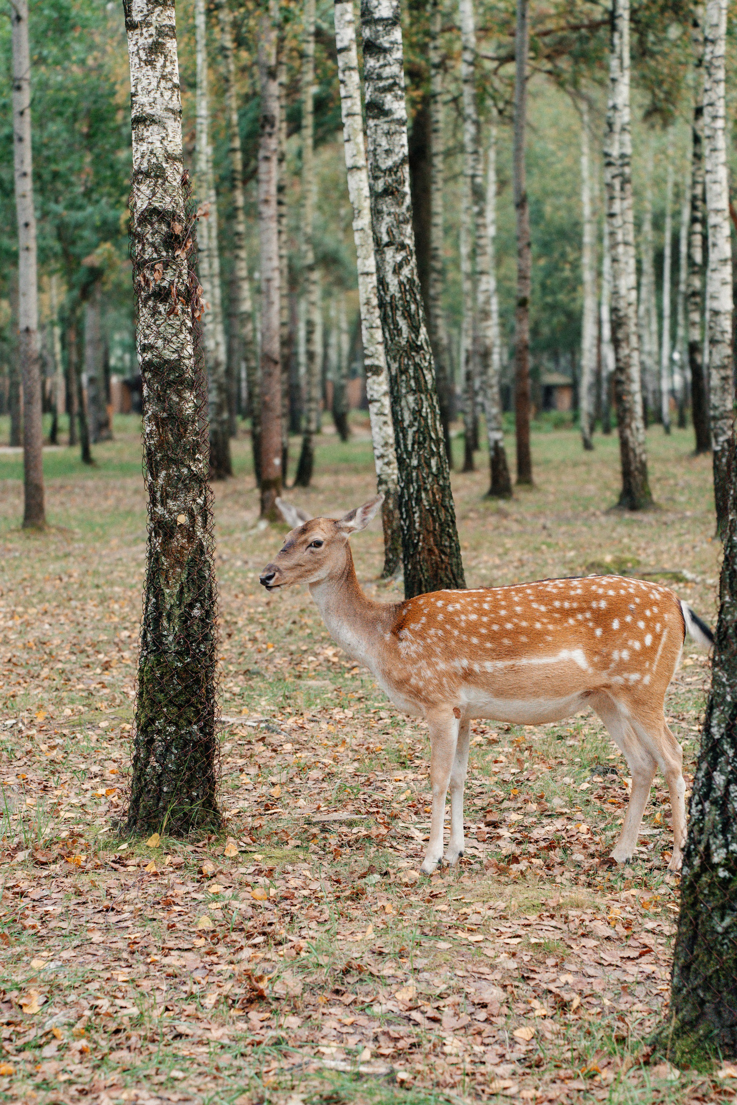 Диприз — в мире диких животных. Ваш семейный фотограф в Минске — Вика Трегубова