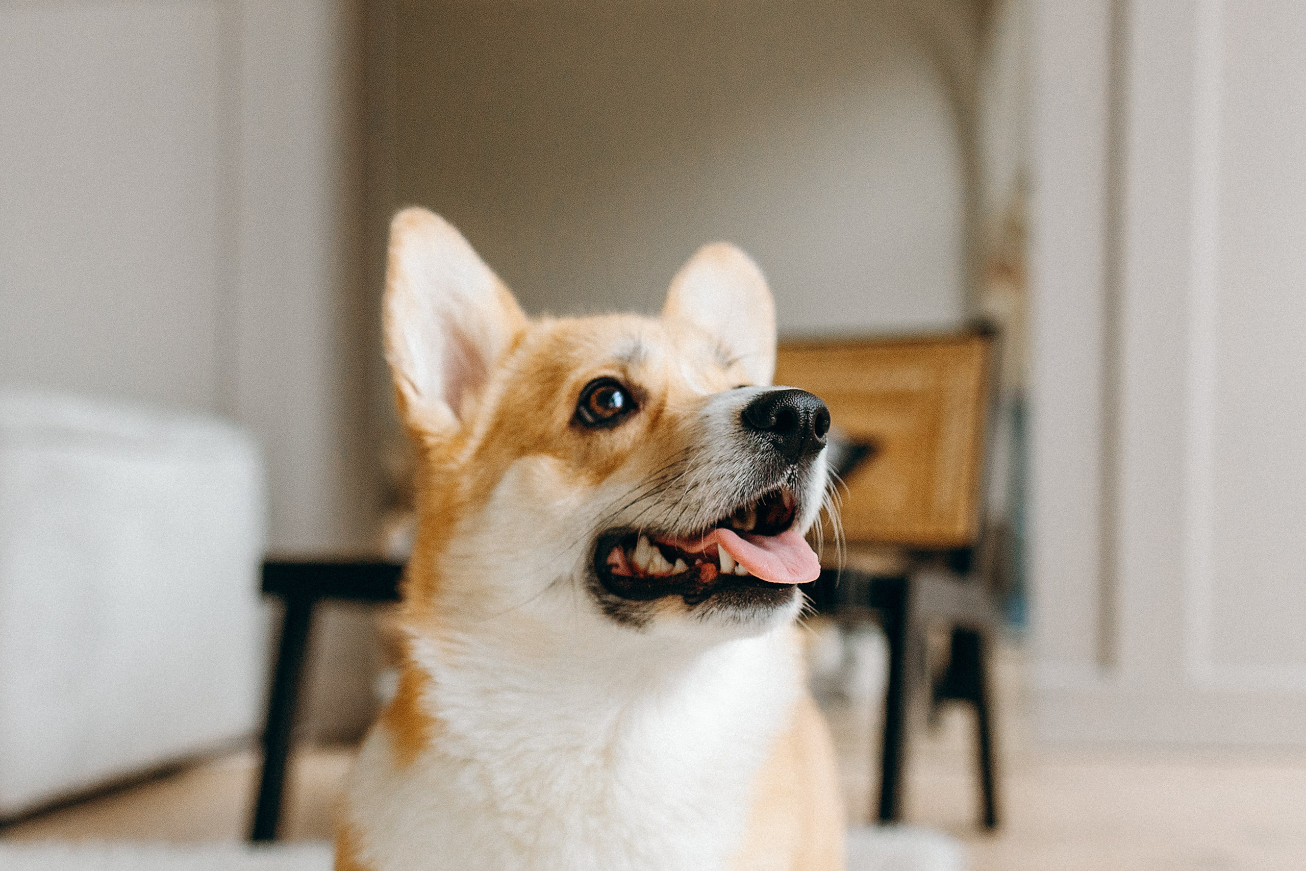 Семья с корги. Фотограф. Фотограф-анималист. Москва