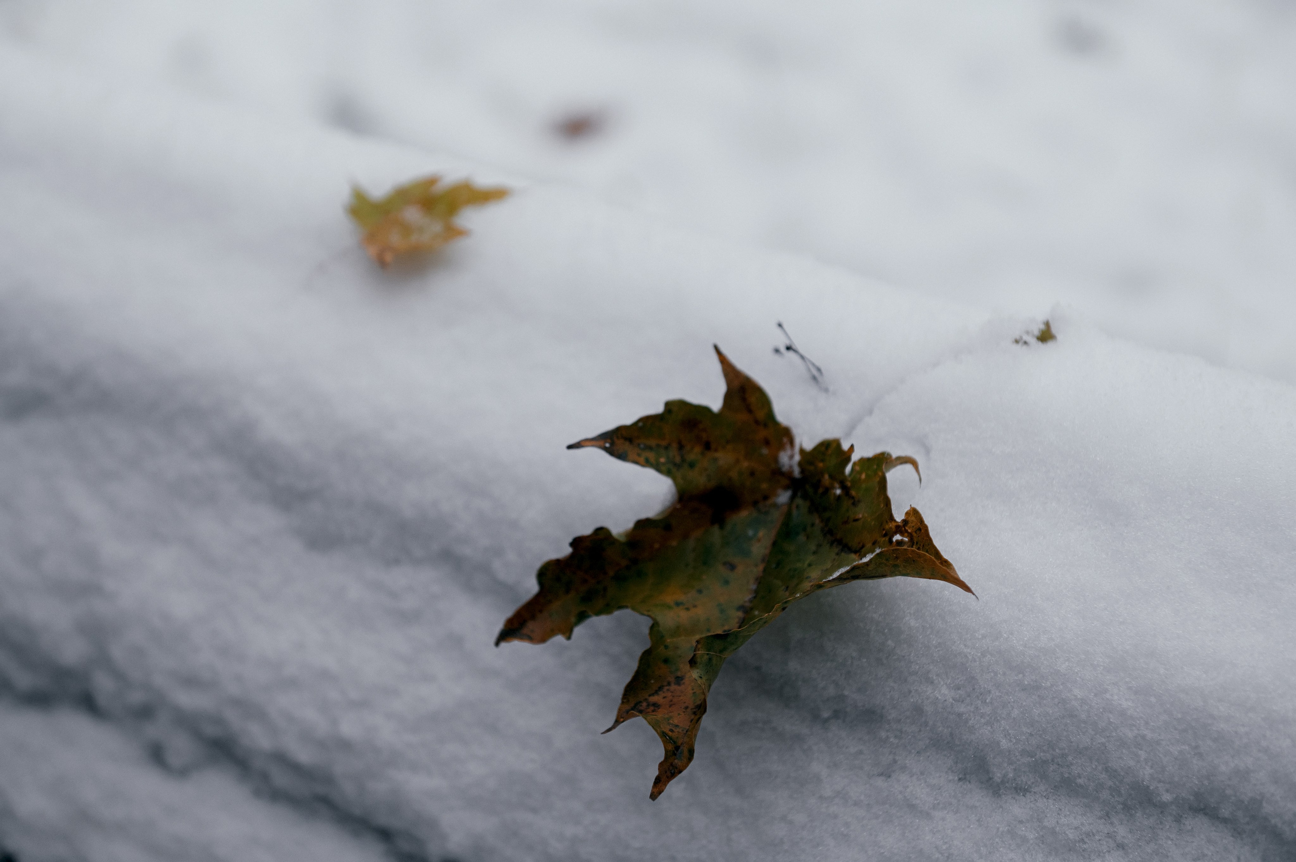 Старая Фондовая оранжерея и КСК «Звёздный». Свадебный и семейный фотограф Виктория Носачёва. Щелково, Москва и МО