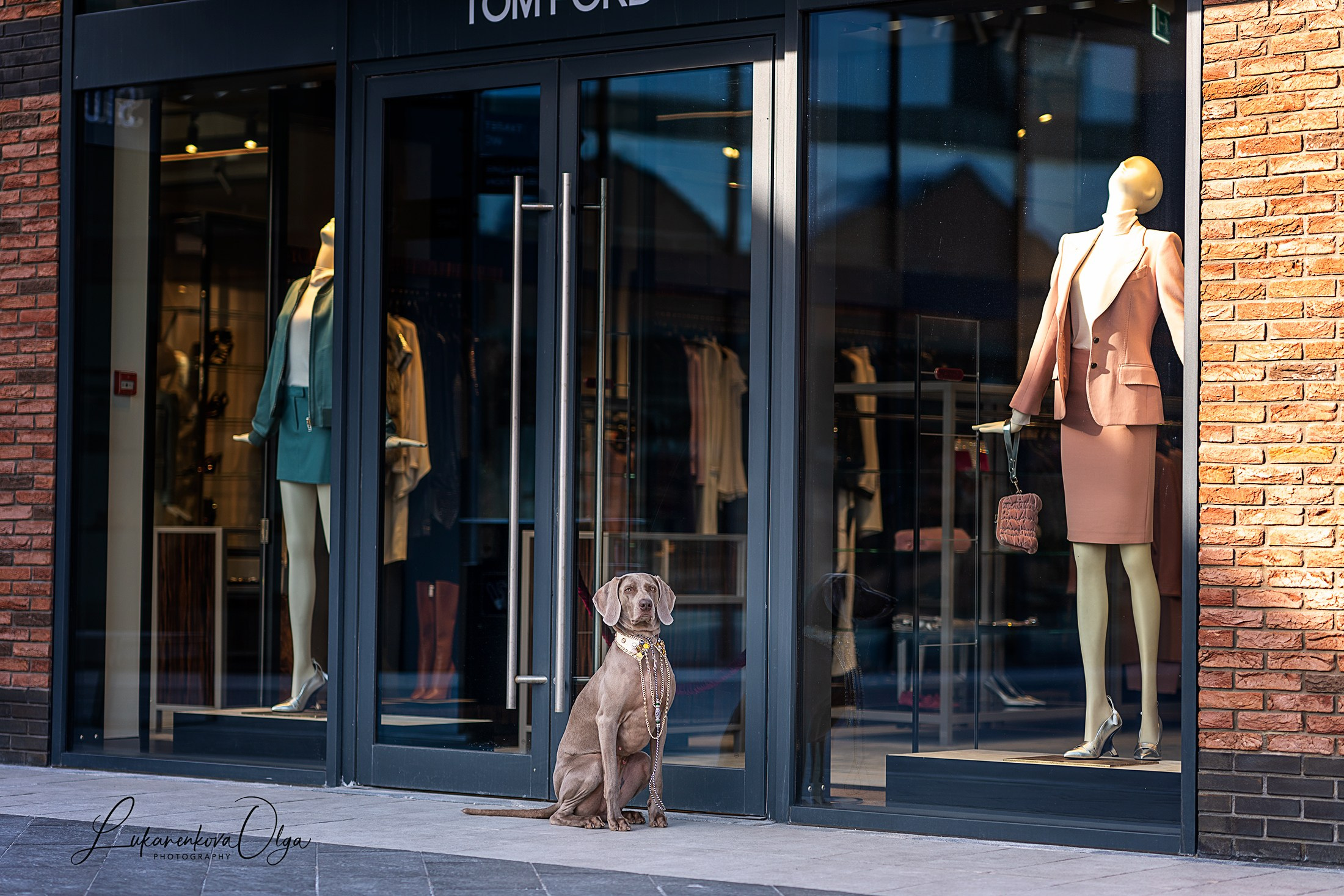 Веймарайнер. Фотограф анималист Ольга Луканенкова в Москве
