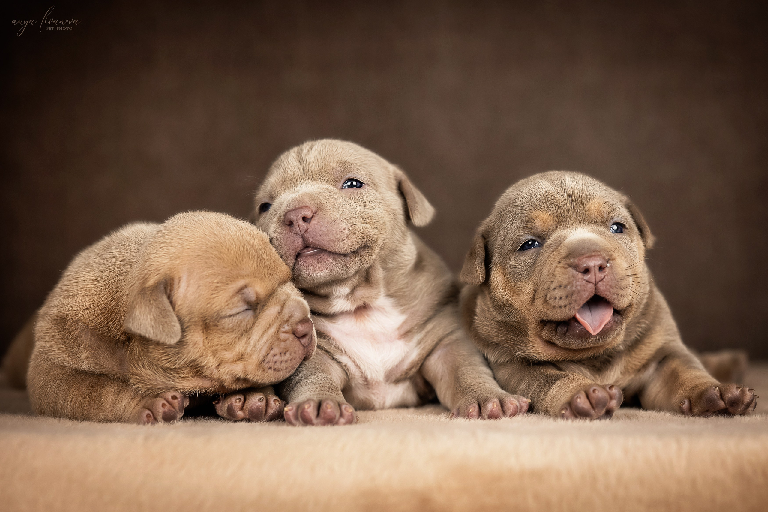 Амбулли. Фотограф анималист Аня Ливанова | Рыбинск