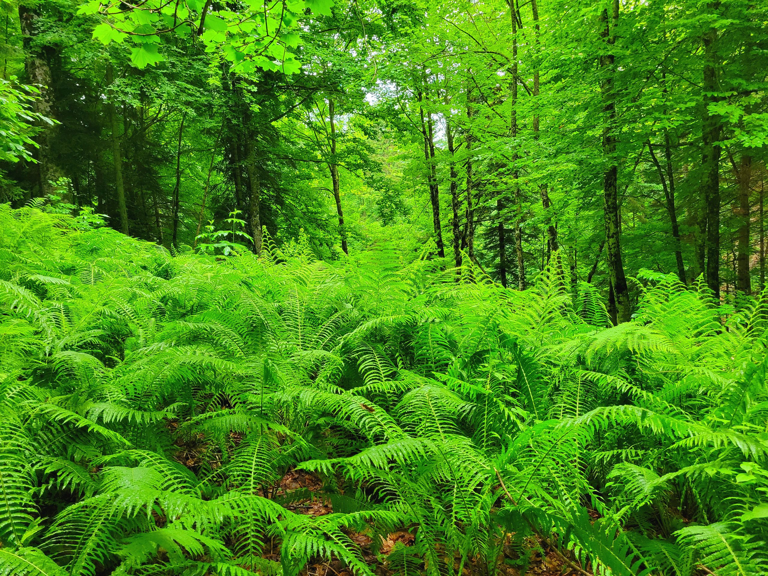 Near the ski route is the trail through the magic forest