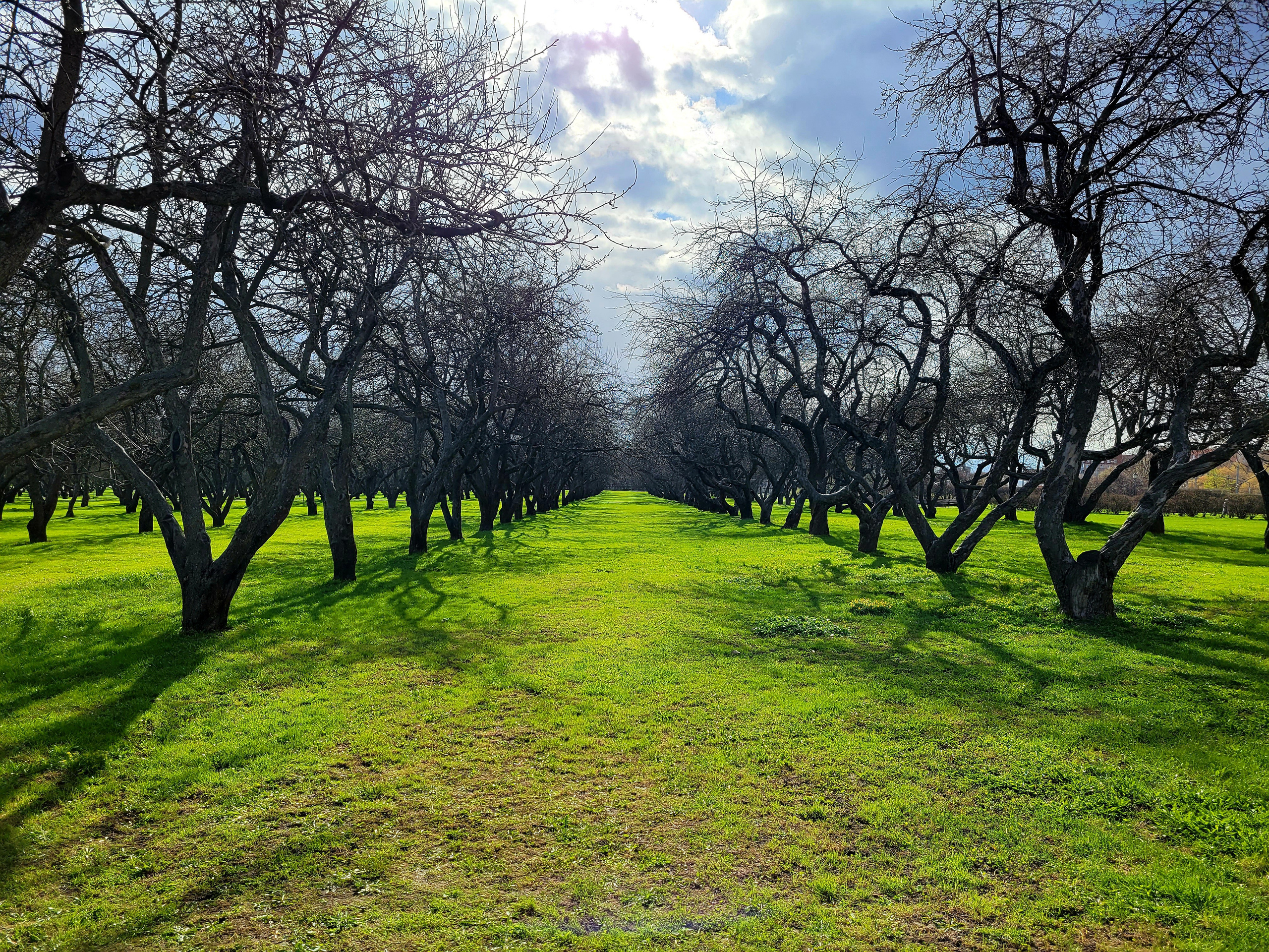 Деревья пока не в цвету, но уже все зелено